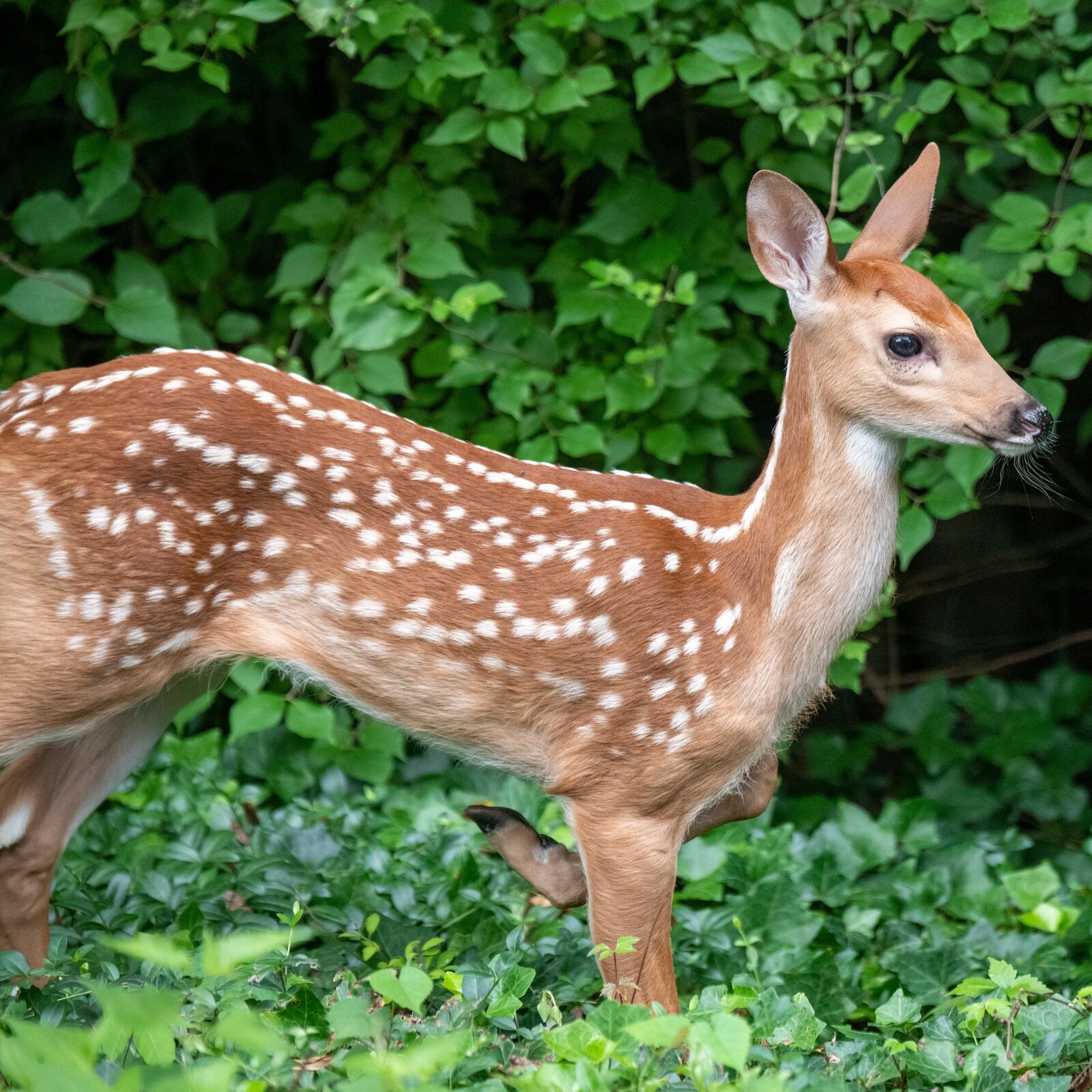 Nikon D850 sample photo. Deer, fawn, whitetail photography