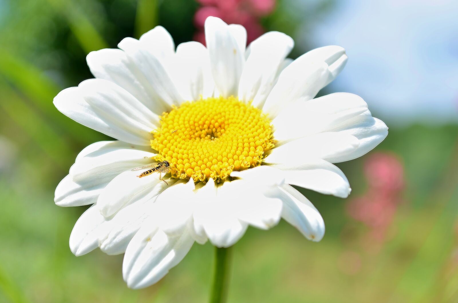 Nikon D5100 sample photo. Flower, bokeh, flowers photography