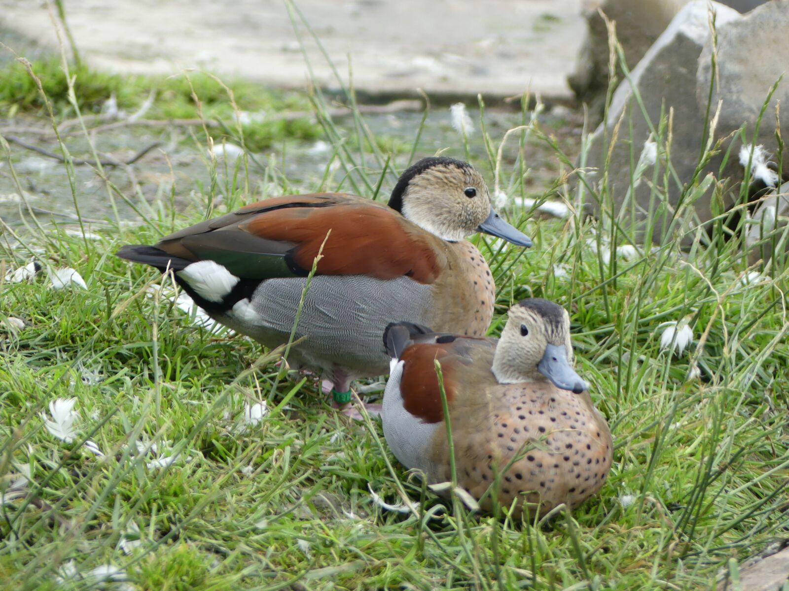 Panasonic Lumix DMC-FZ300 sample photo. Ducks, two, pair photography