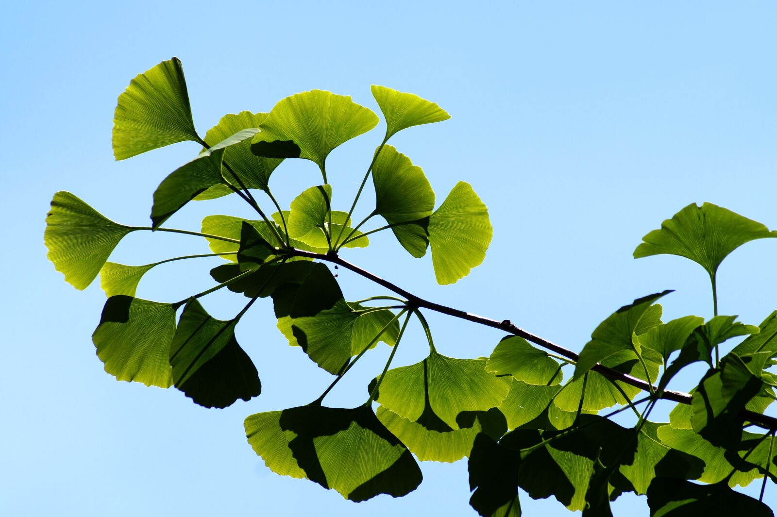 Sony SLT-A58 sample photo. Ginkgo, gingko, biloba photography