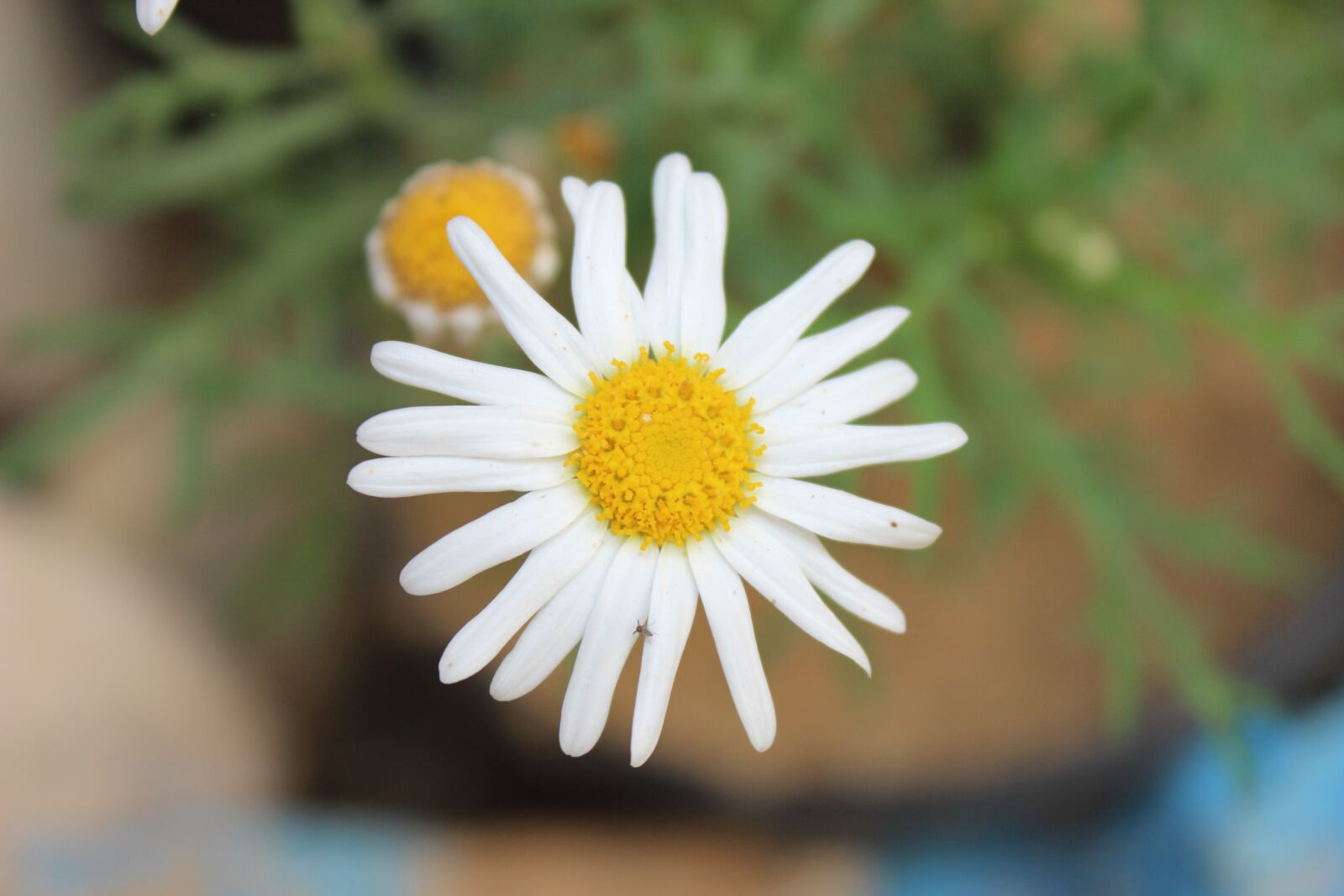Canon EOS 600D (Rebel EOS T3i / EOS Kiss X5) sample photo. Nature, plant, rose photography