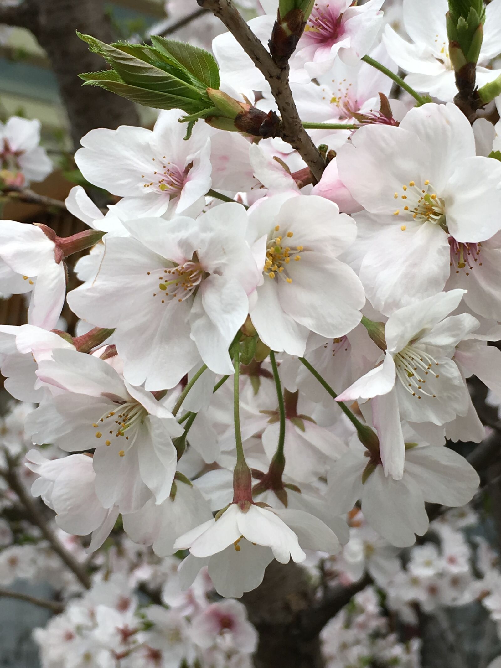 Apple iPhone 6s sample photo. Beautiful, flowers, cherry, blossom photography