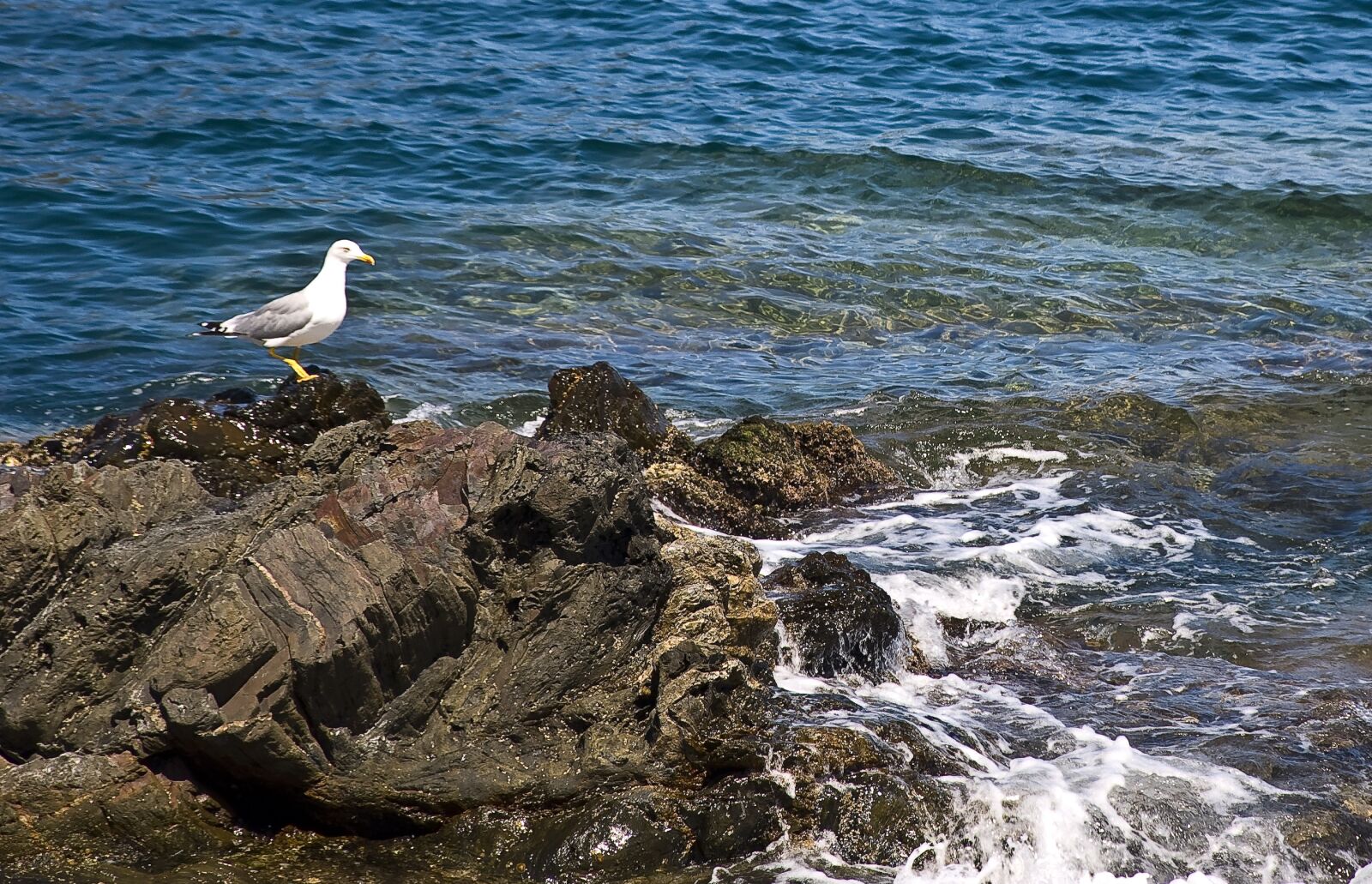 Nikon D90 sample photo. Sea, seagull, ave photography