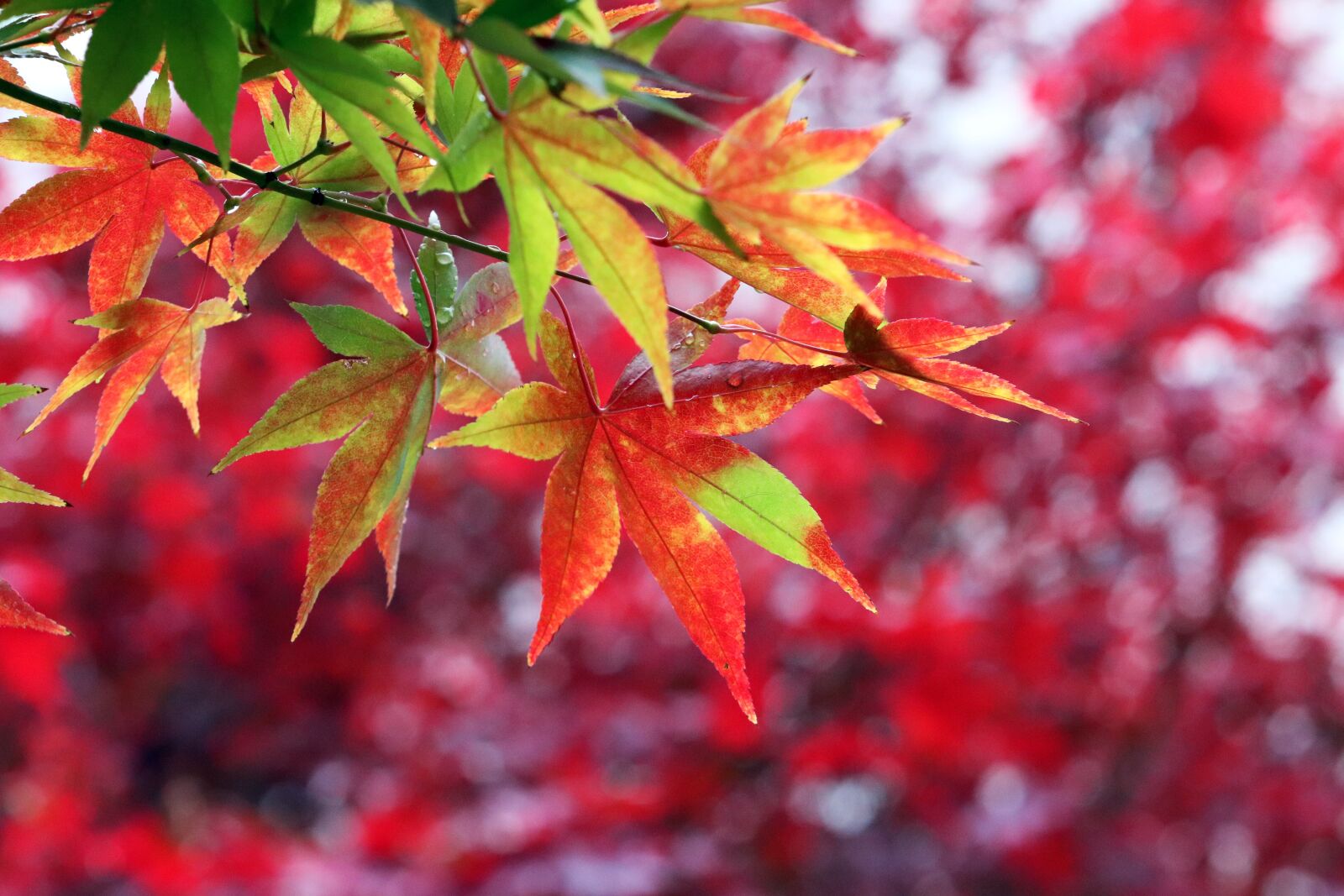 Canon EF 70-200mm F2.8L USM sample photo. Autumn leaves, maple, autumn photography