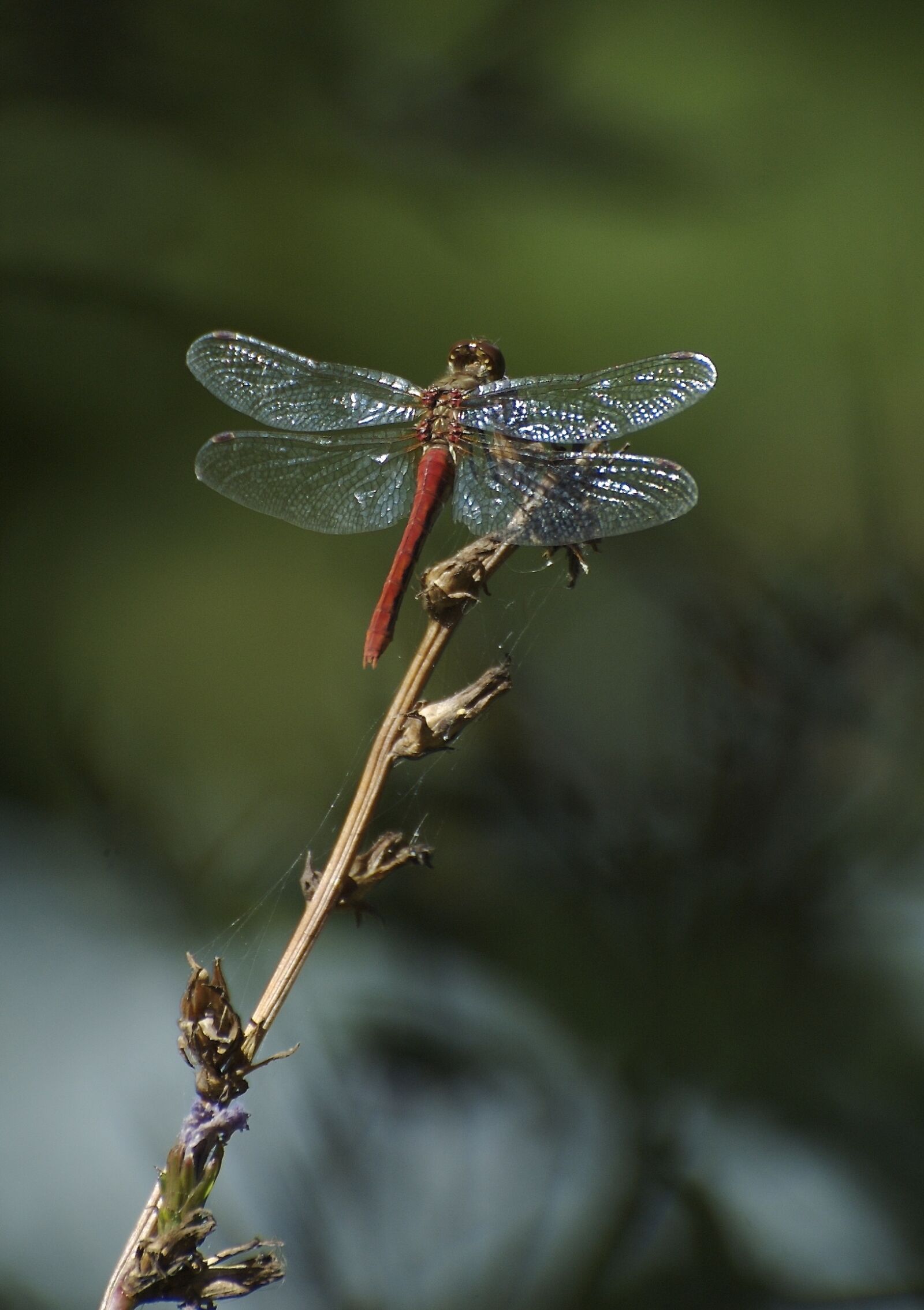 Nikon D70s sample photo. Cardinal meadowhawk, dragonfly, glistening photography