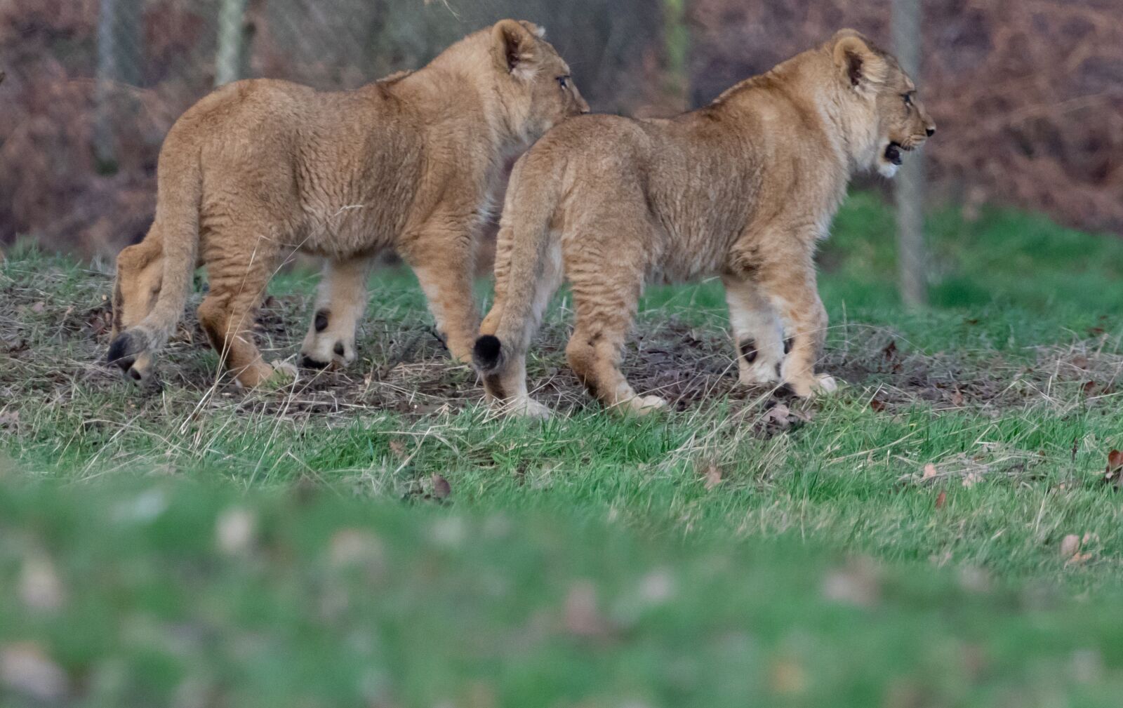 Canon EOS 7D Mark II sample photo. Lion cub, baby lion photography