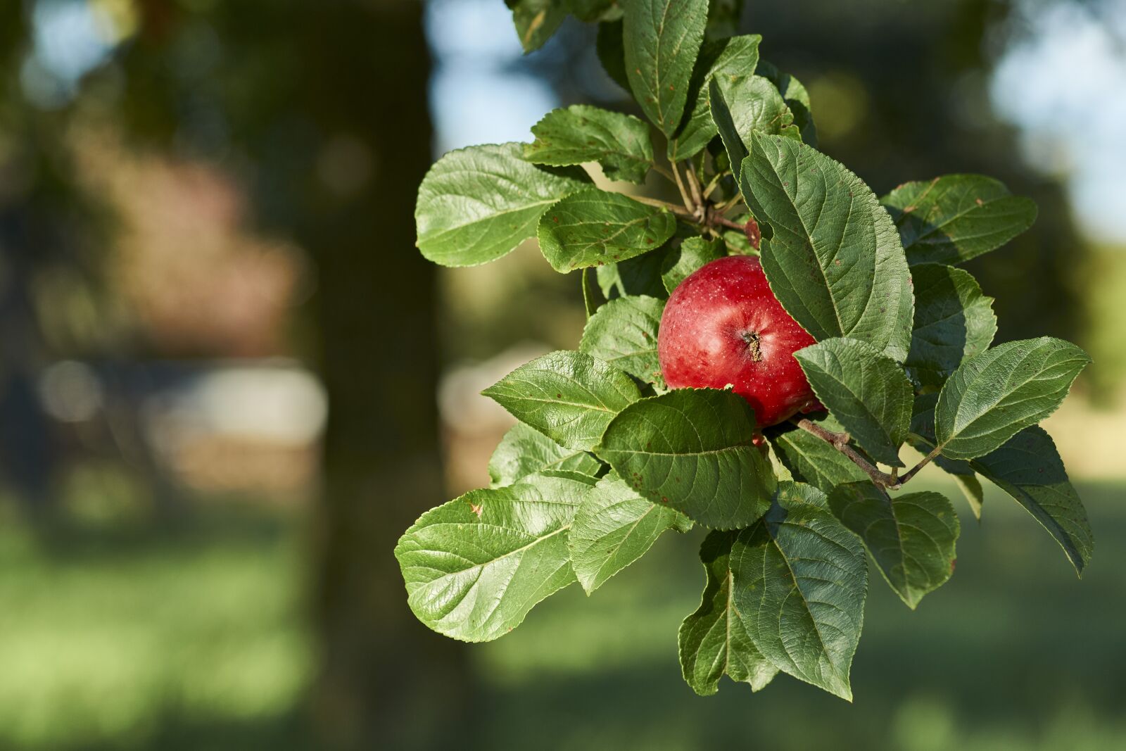 Sony SLT-A77 + Minolta AF 100mm F2.8 Macro [New] sample photo. Apple, harvest, autumn photography