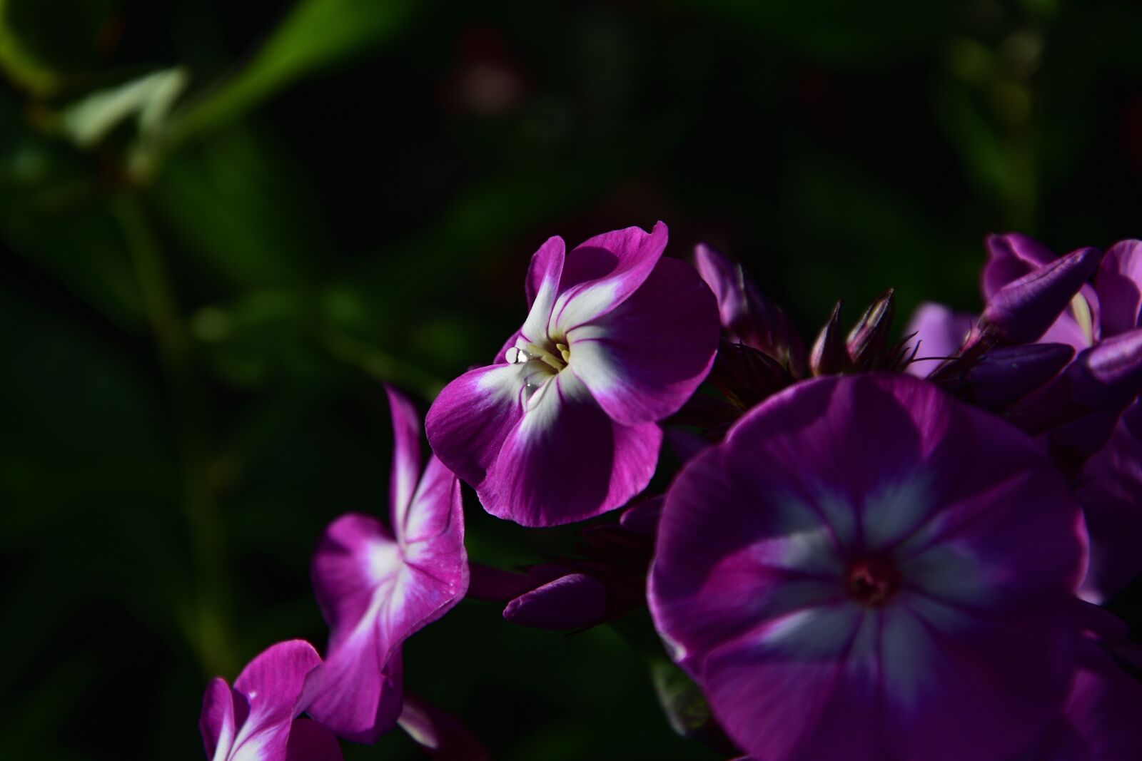 Nikon D3400 sample photo. Plamenka phlox, flower, garden photography