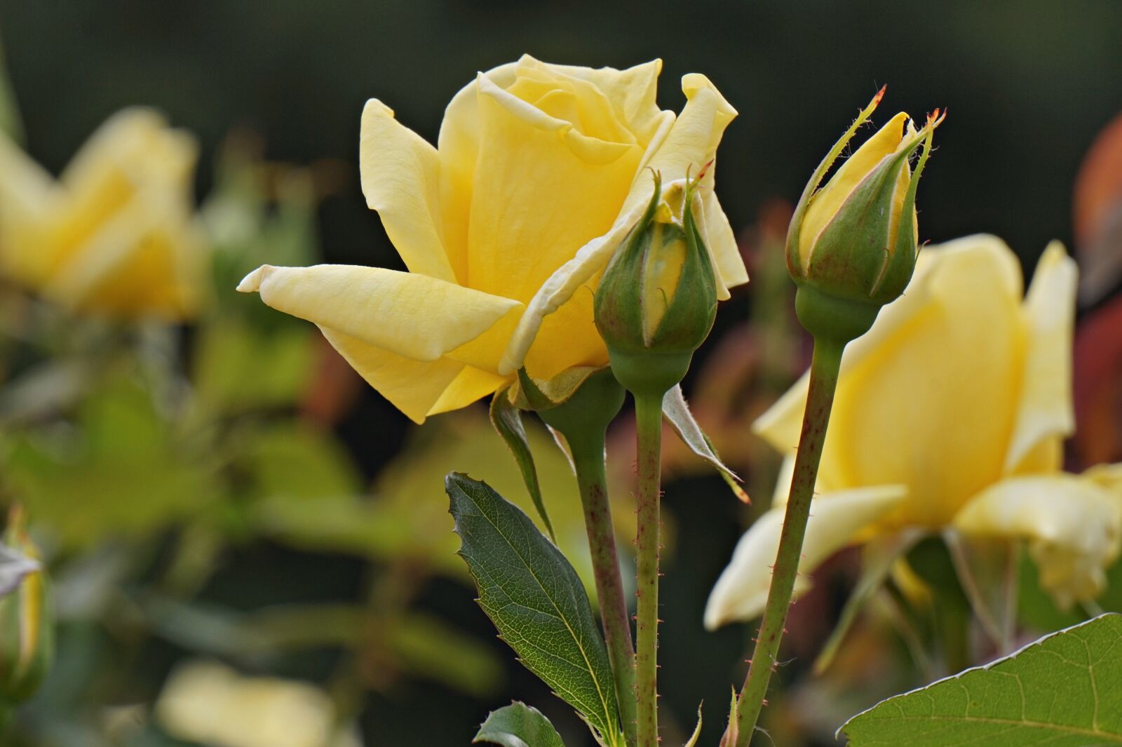 Sony Alpha a5000 (ILCE 5000) + Sony E 55-210mm F4.5-6.3 OSS sample photo. Rose, yellow roses, park photography