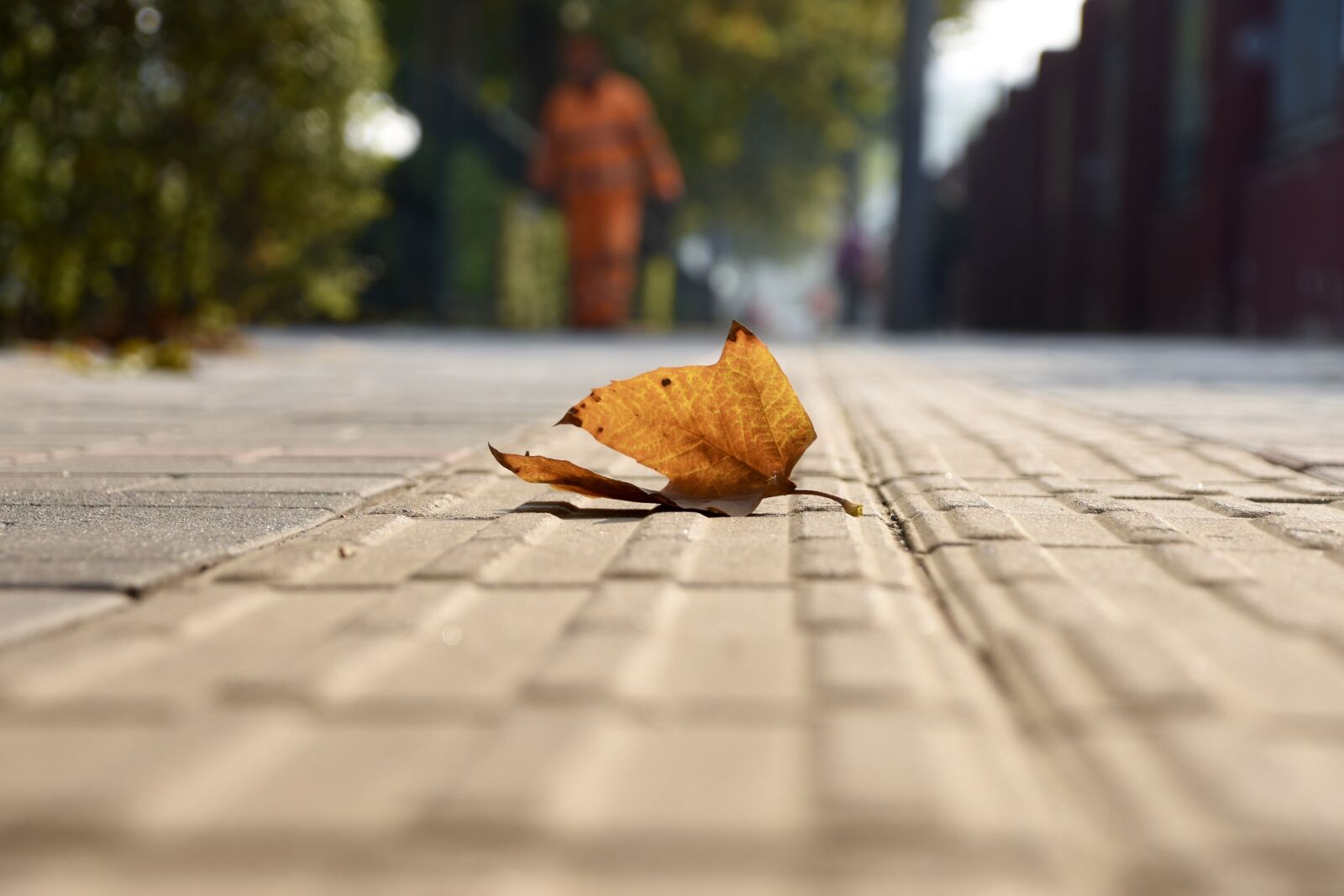 Nikon D7200 sample photo. Rather critical, maple, red photography