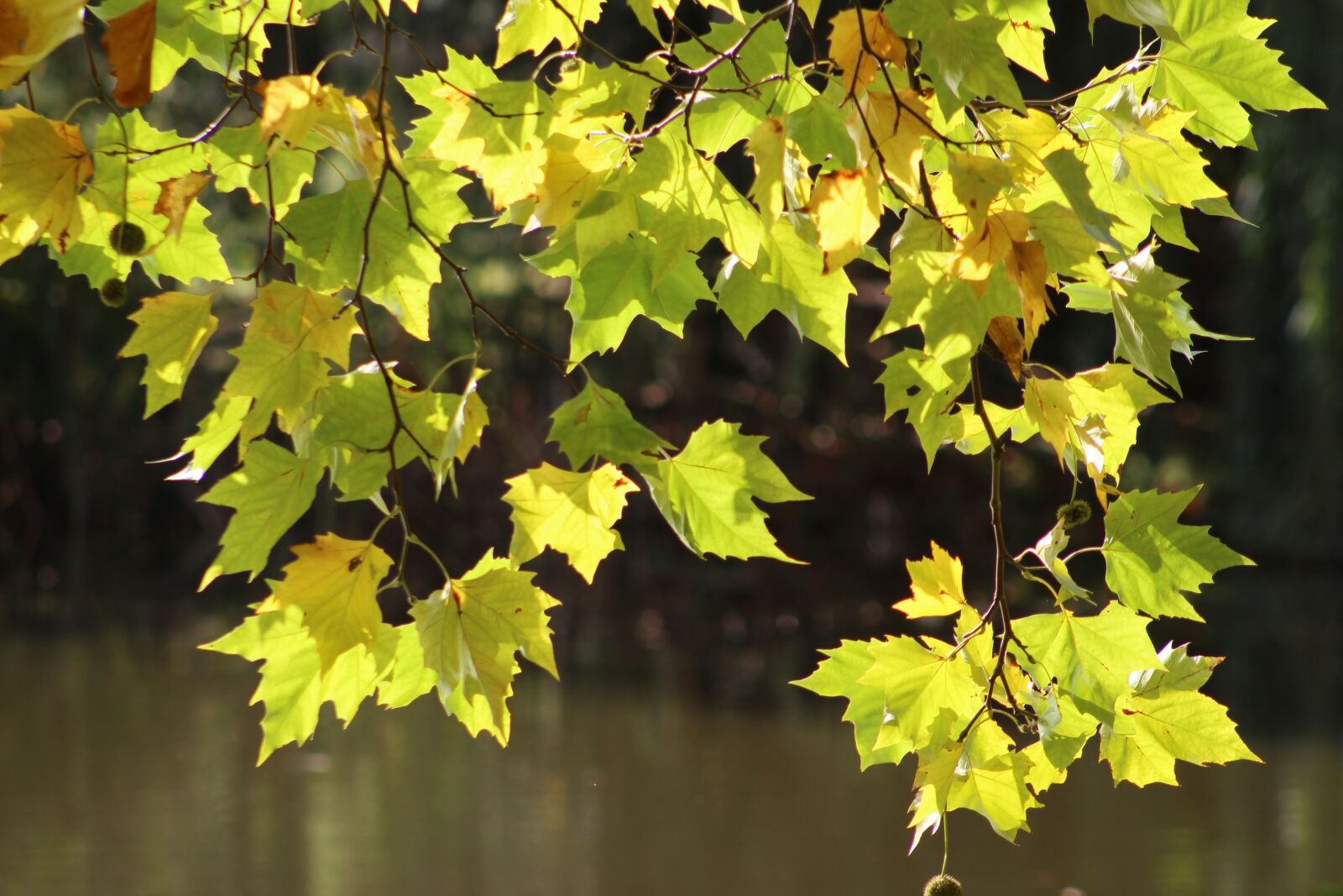 Canon EF 75-300mm f/4-5.6 sample photo. Tree, leaves, autumn photography
