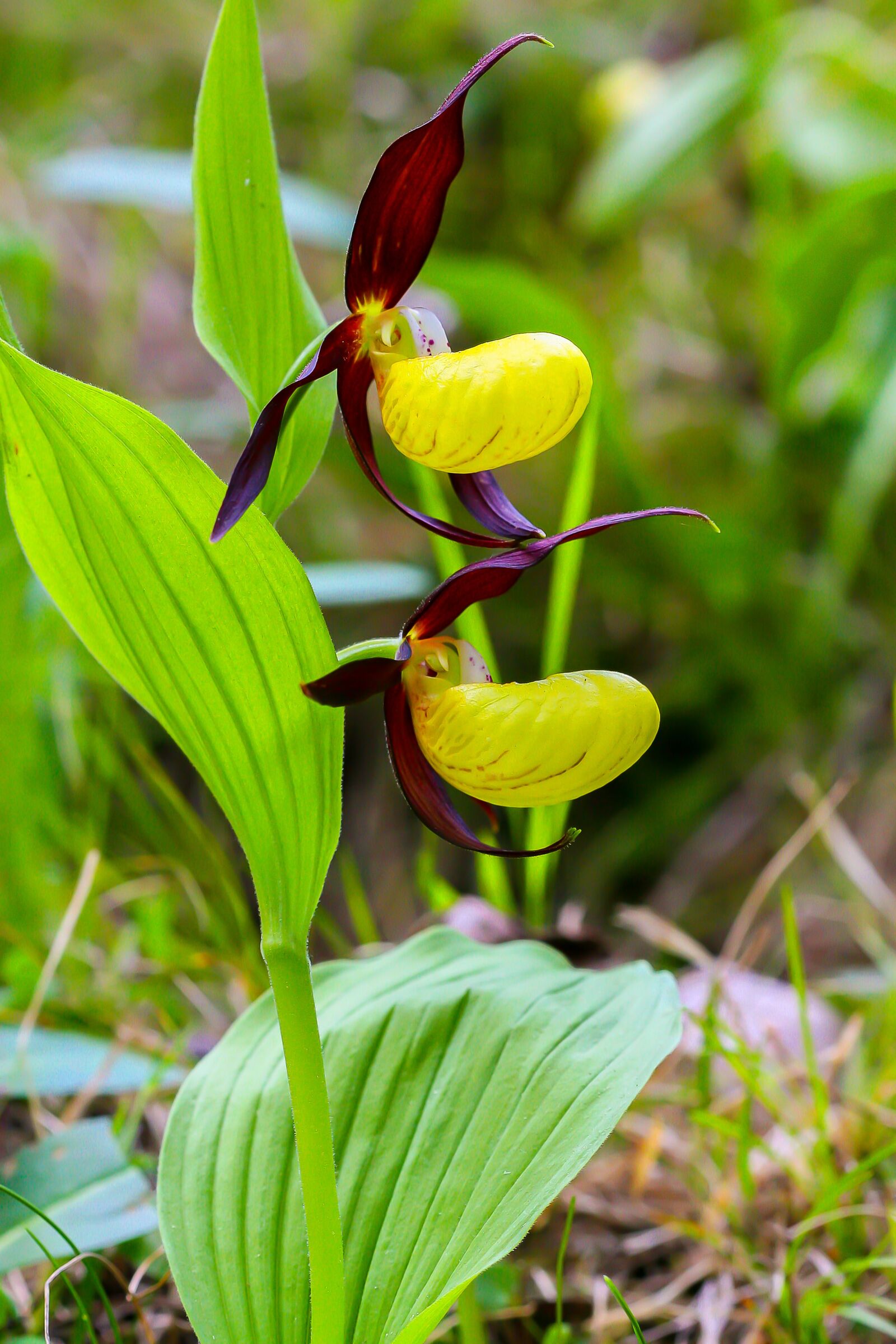 Canon EOS 30D sample photo. Venus shoe, orchid, flowers photography