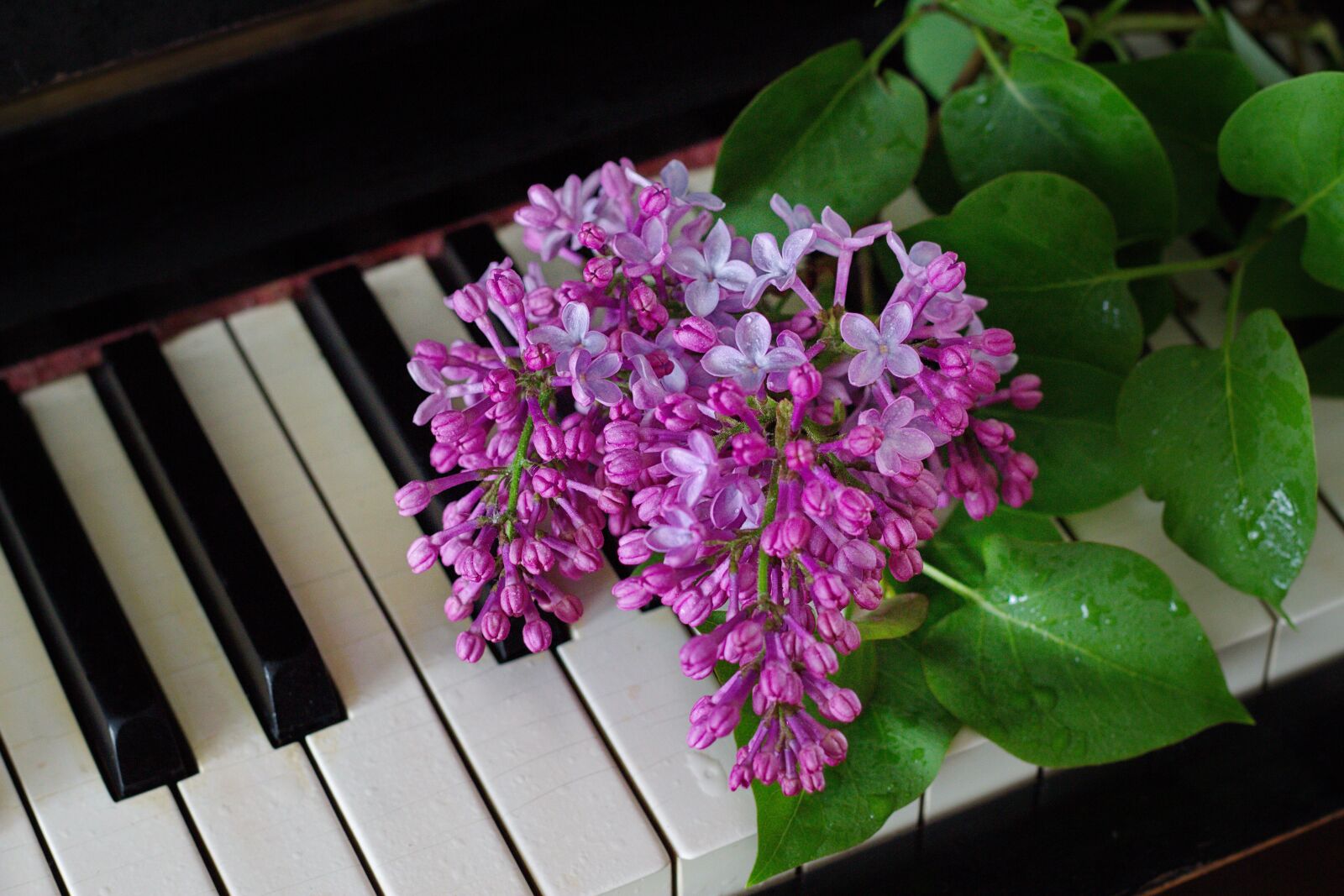 Canon EOS 650D (EOS Rebel T4i / EOS Kiss X6i) + Canon EF 50mm F1.8 STM sample photo. Lilac, flowers, plant photography