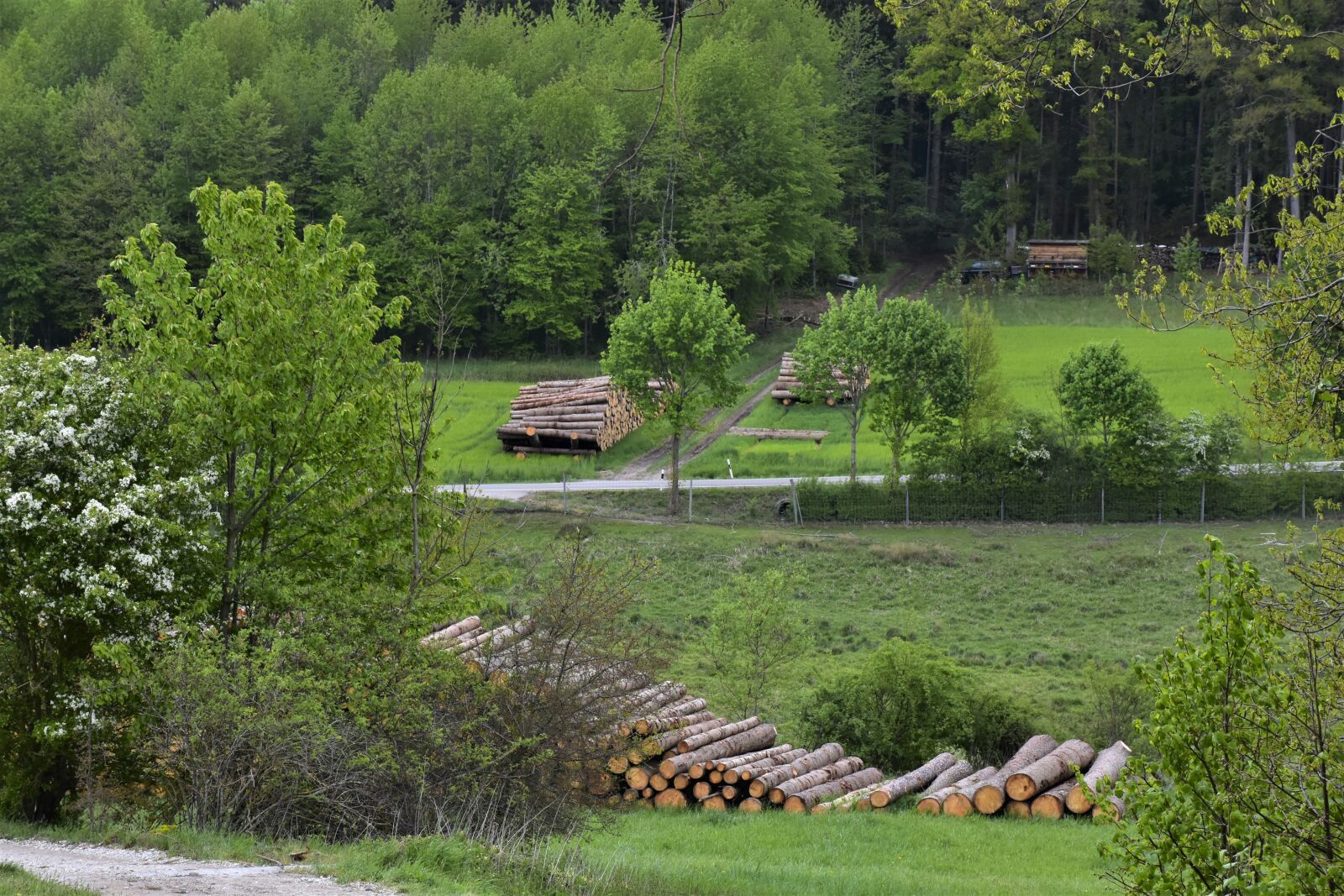 Nikon D7200 sample photo. Nature, agriculture, wood photography