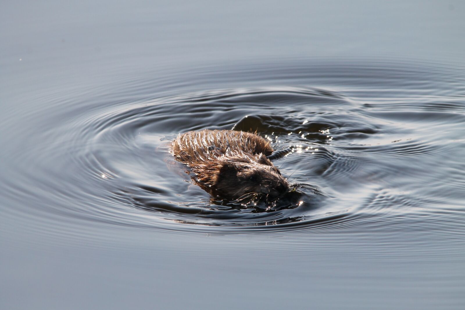 Canon EOS 1100D (EOS Rebel T3 / EOS Kiss X50) sample photo. Muskrat, rodent, north dakota photography