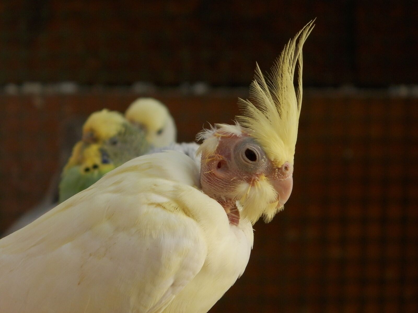 Olympus SP-620UZ sample photo. Cockatiel, corrugated parakeets, birds photography