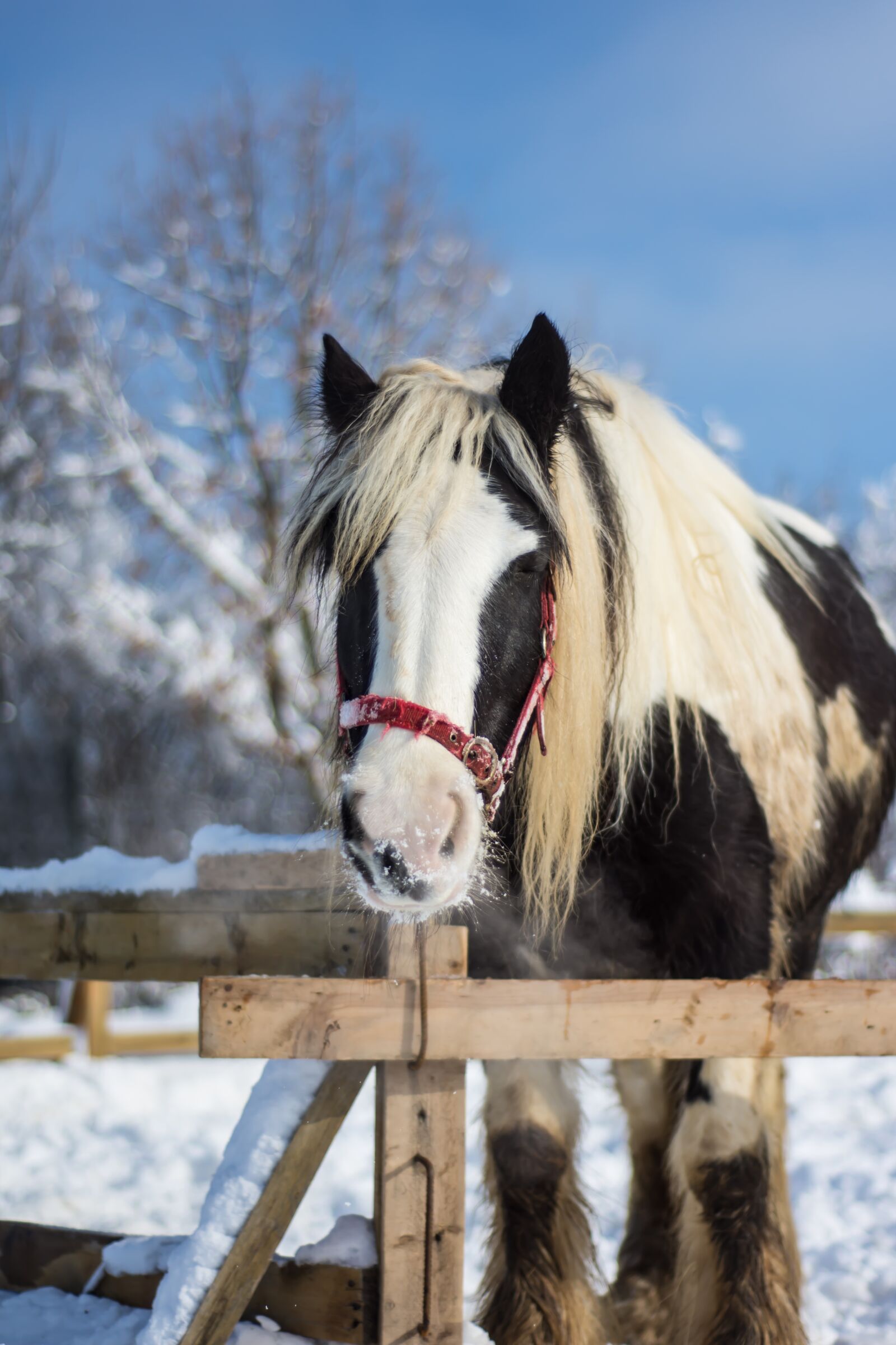 Nikon D7200 sample photo. Horse, farm, winter photography