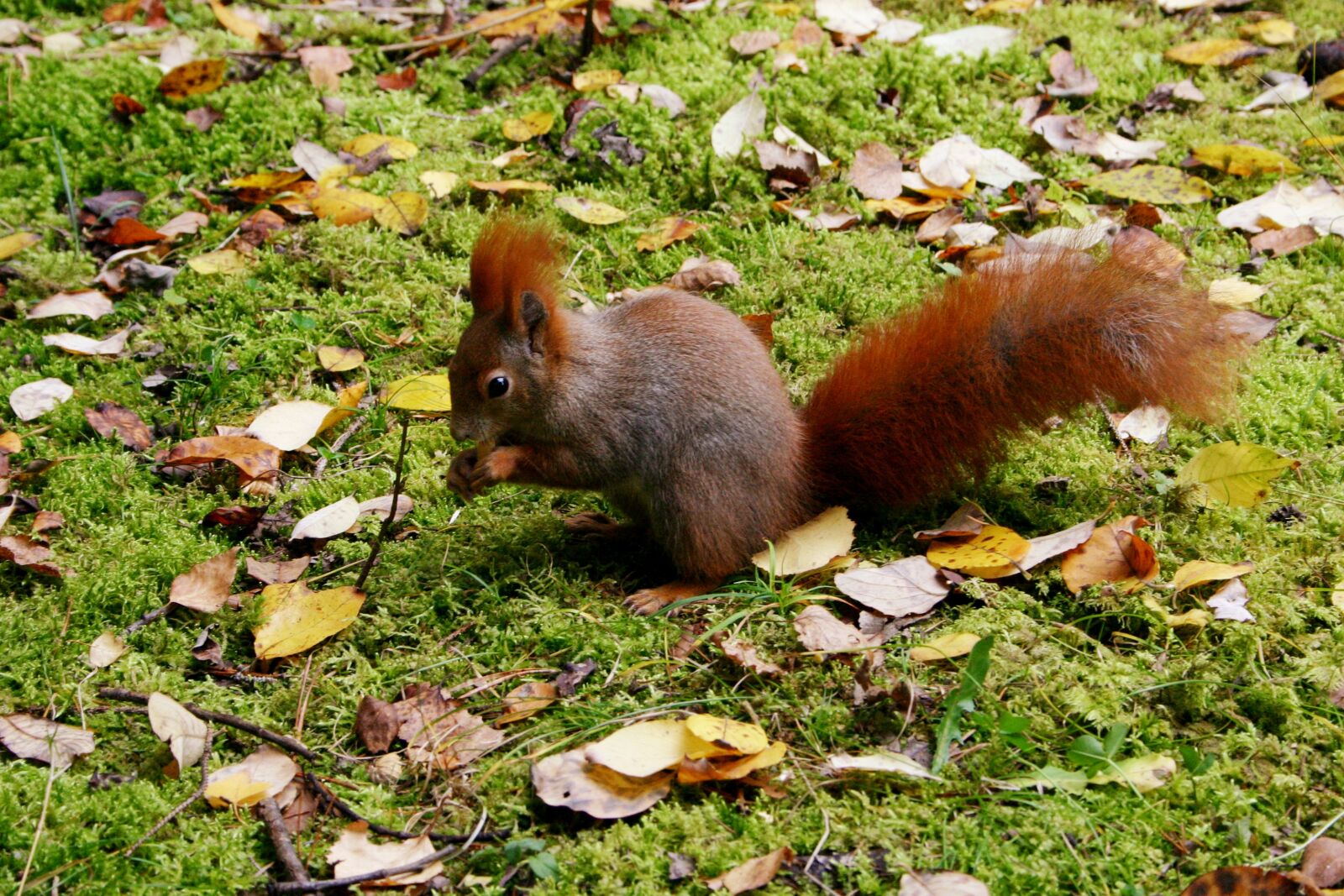 Canon EOS 300D (EOS Digital Rebel / EOS Kiss Digital) sample photo. Squirrel, animal, leaves photography