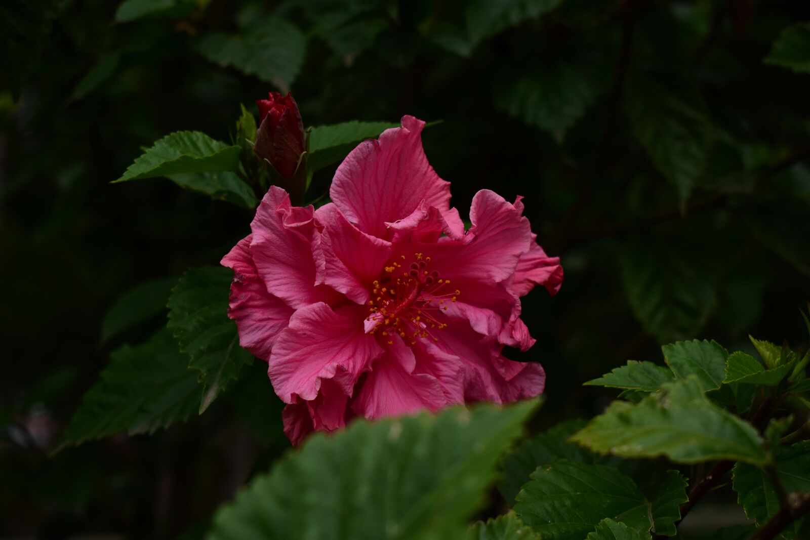 Nikon D3400 sample photo. Nature, flower, plant photography