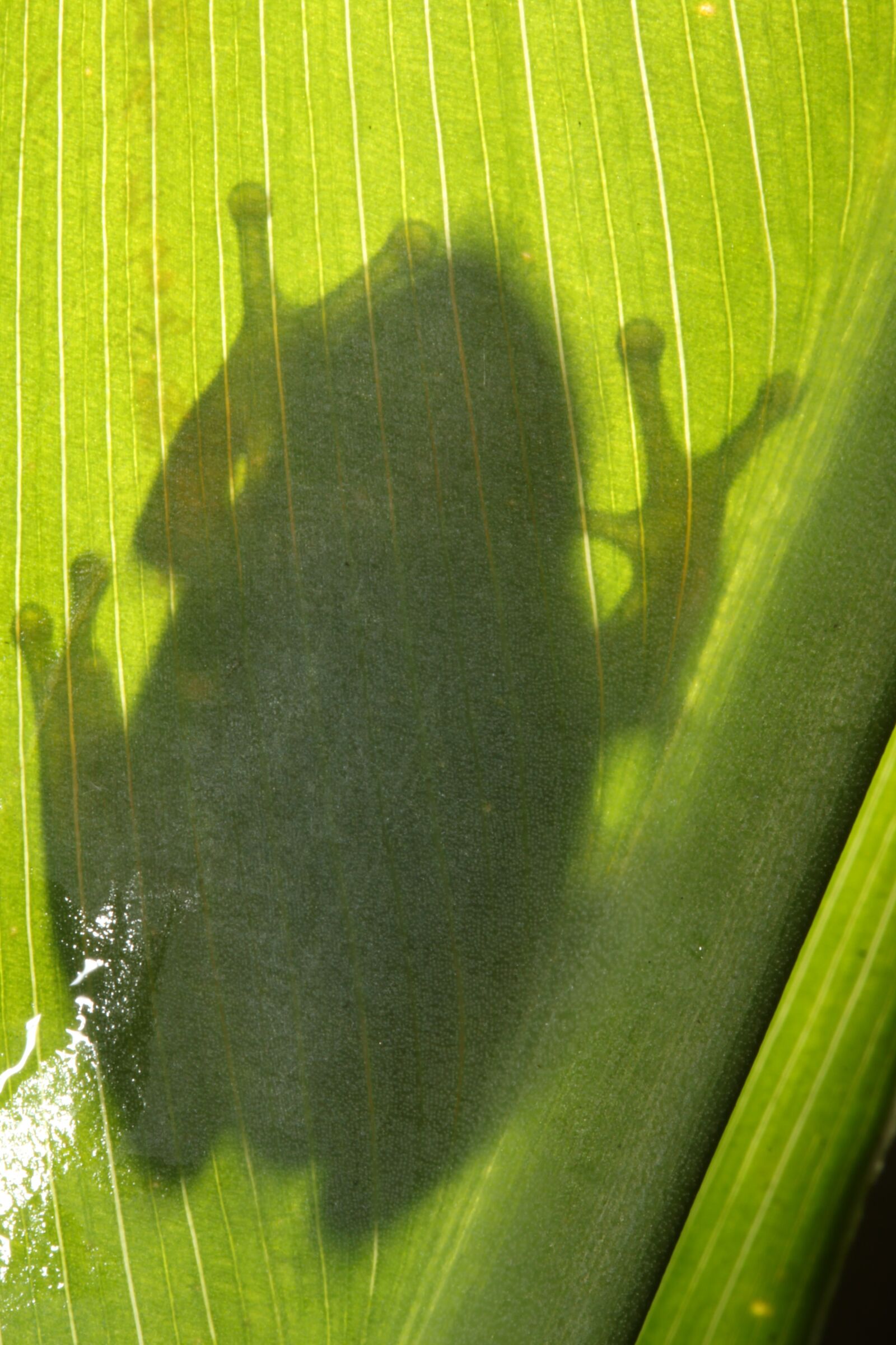 Canon EOS 500D (EOS Rebel T1i / EOS Kiss X3) sample photo. Frog, durban, south africa photography