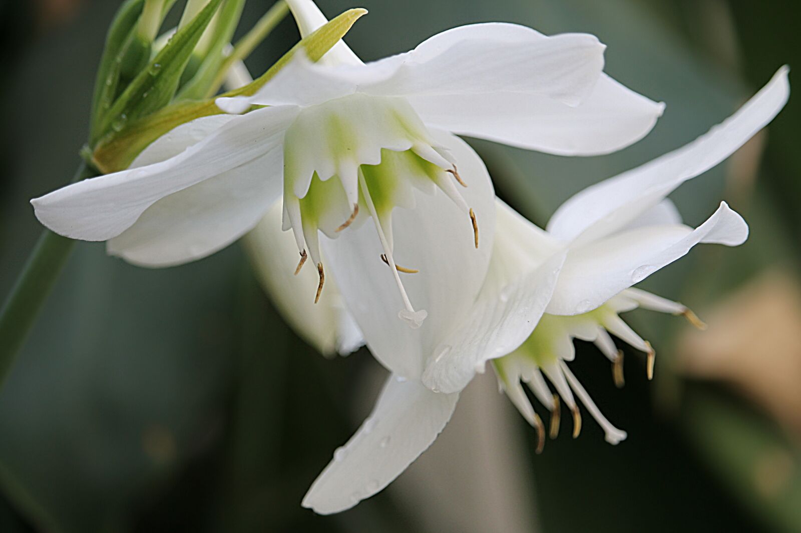 Canon EOS 1100D (EOS Rebel T3 / EOS Kiss X50) sample photo. Flower, nature, white flower photography