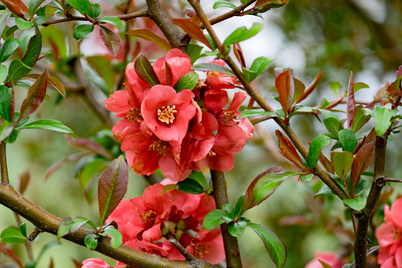 Fujifilm X-T10 + Fujifilm XF 55-200mm F3.5-4.8 R LM OIS sample photo. Flower, chaenomeles, red photography