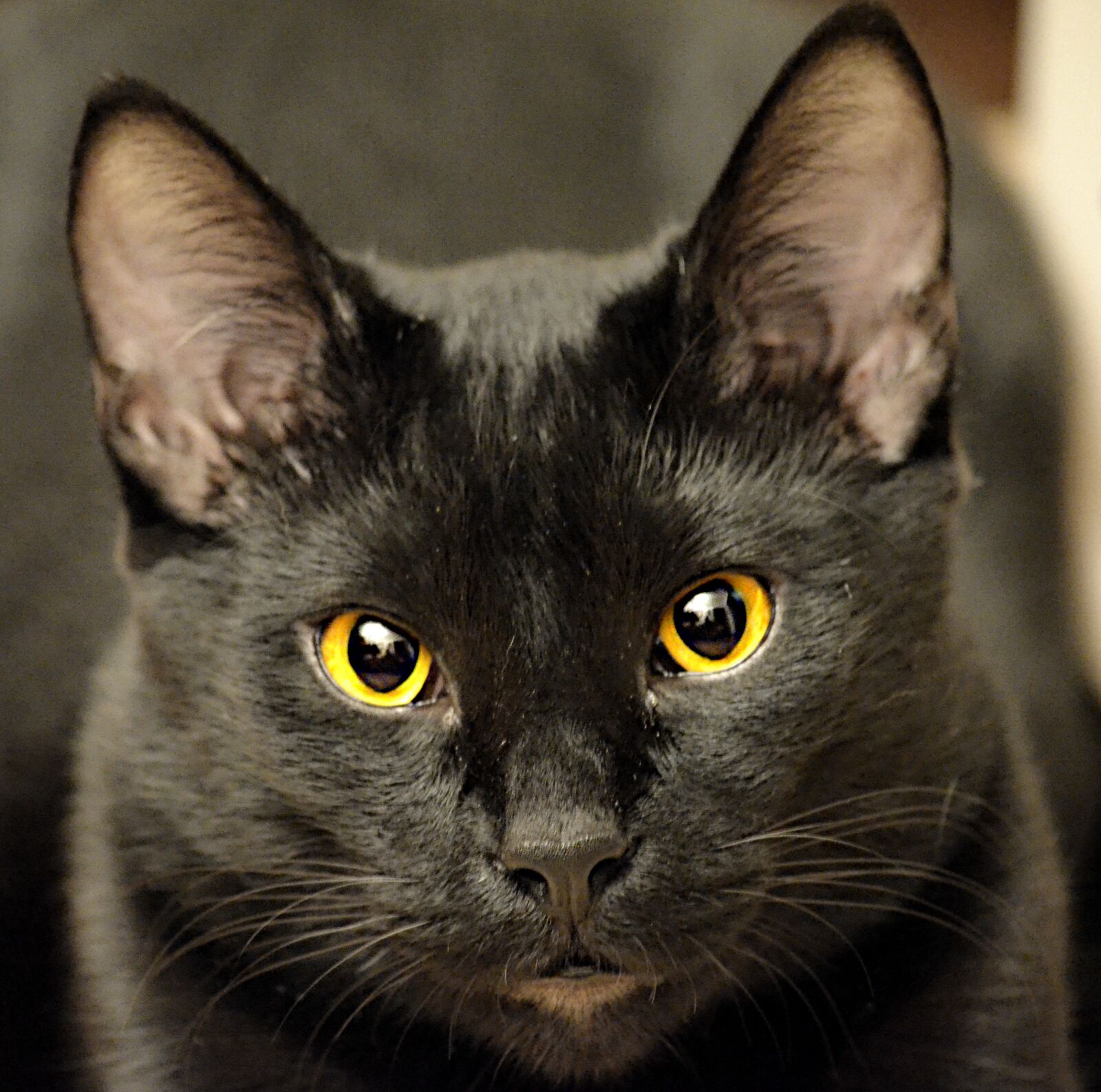 Nikon D5100 sample photo. Black cat, closeup, feline photography