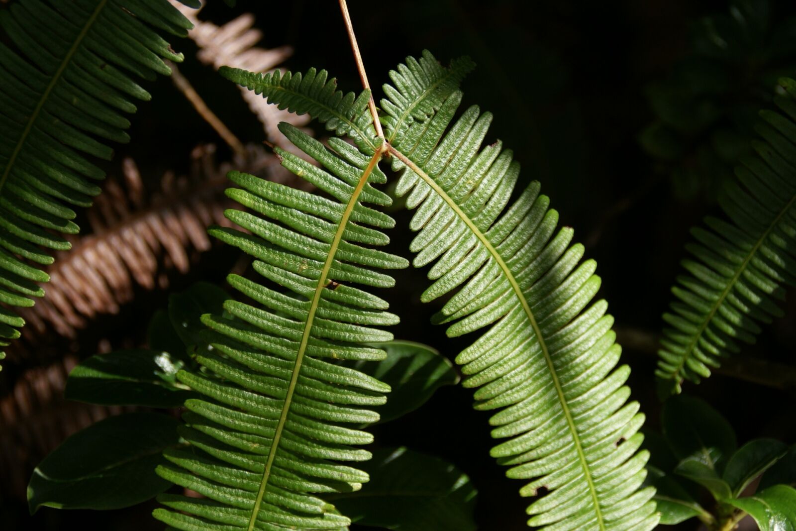 Sony Alpha DSLR-A100 sample photo. Dicranopteris linearis, old world photography