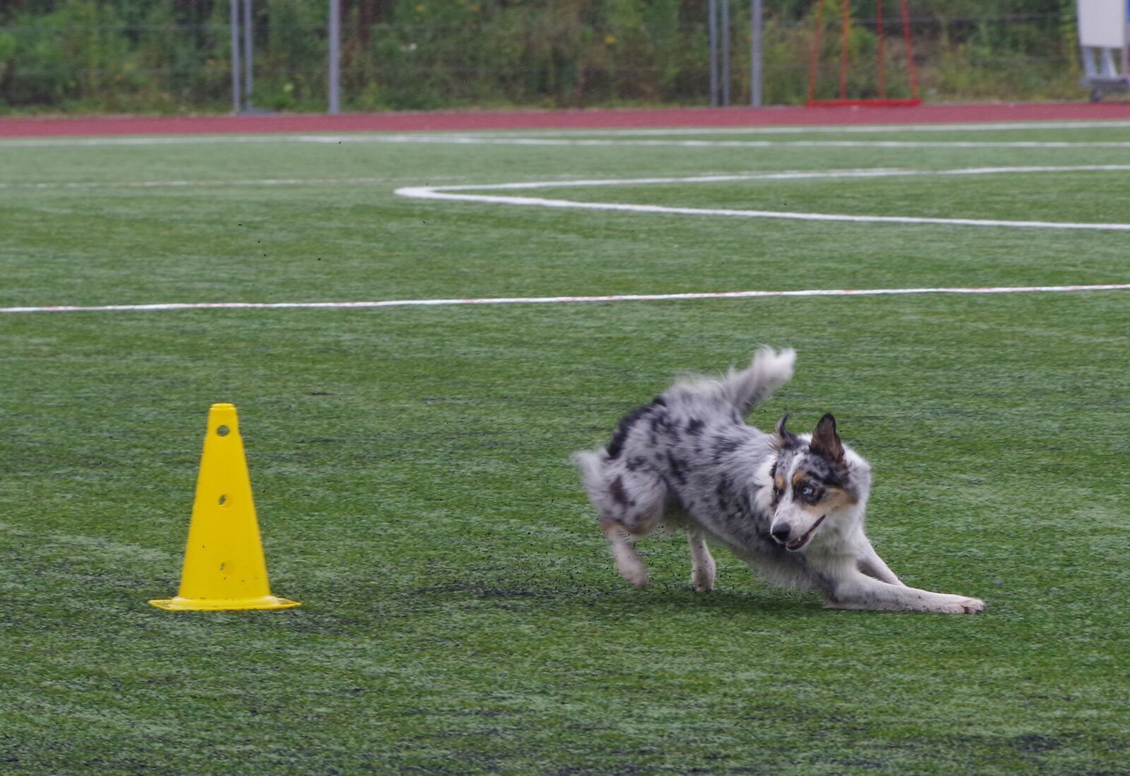 Pentax K-1 sample photo. Border collie, obedience, competition photography