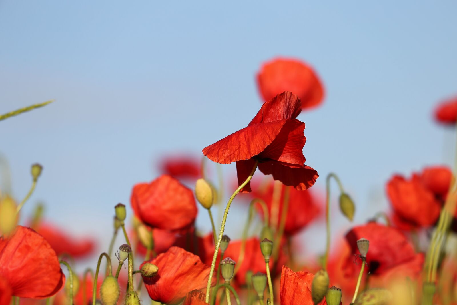 Canon EOS 6D + Canon EF 70-300 F4-5.6 IS II USM sample photo. Red poppies in wind photography