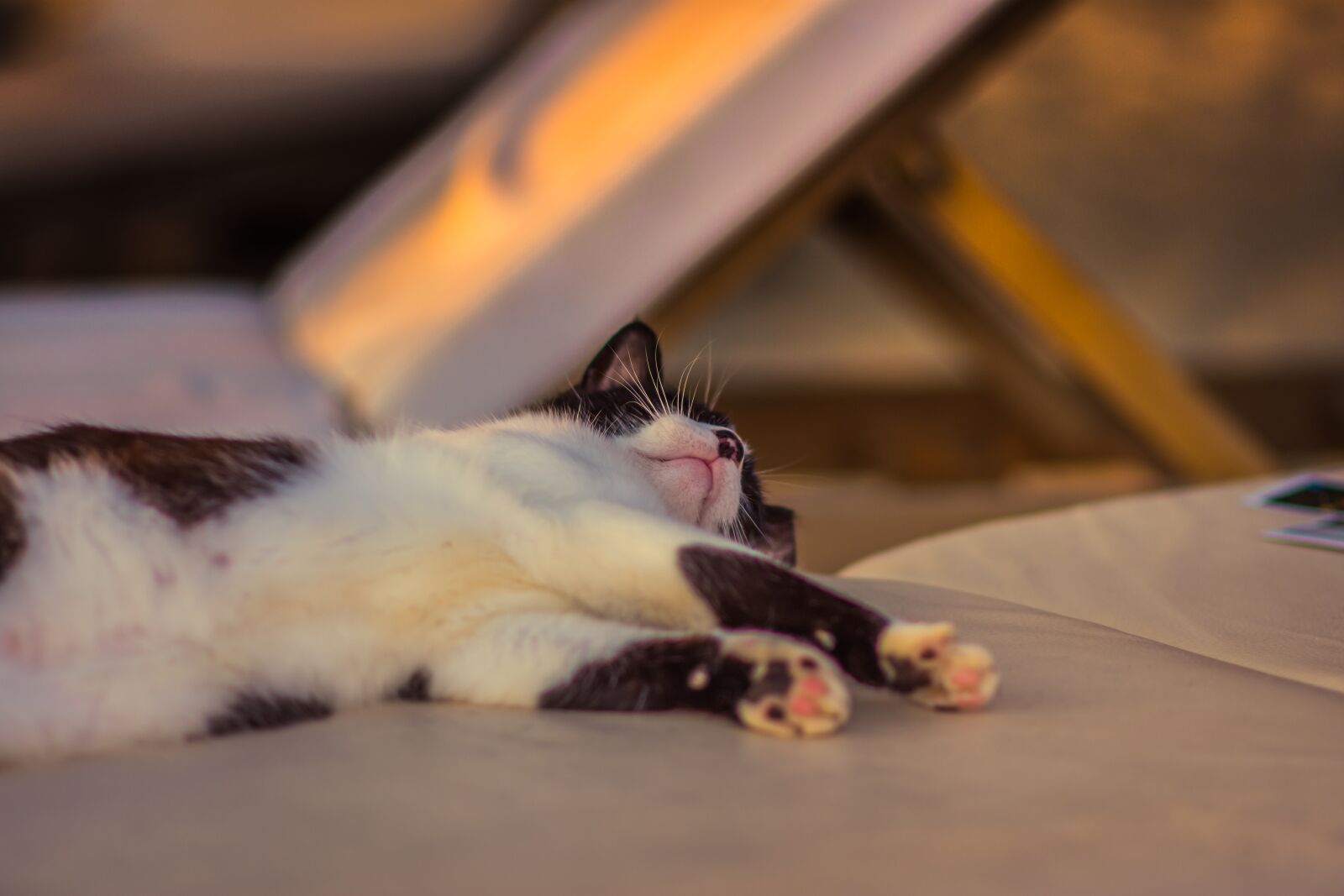 Nikon D7200 sample photo. Cat, tired, sleeping photography