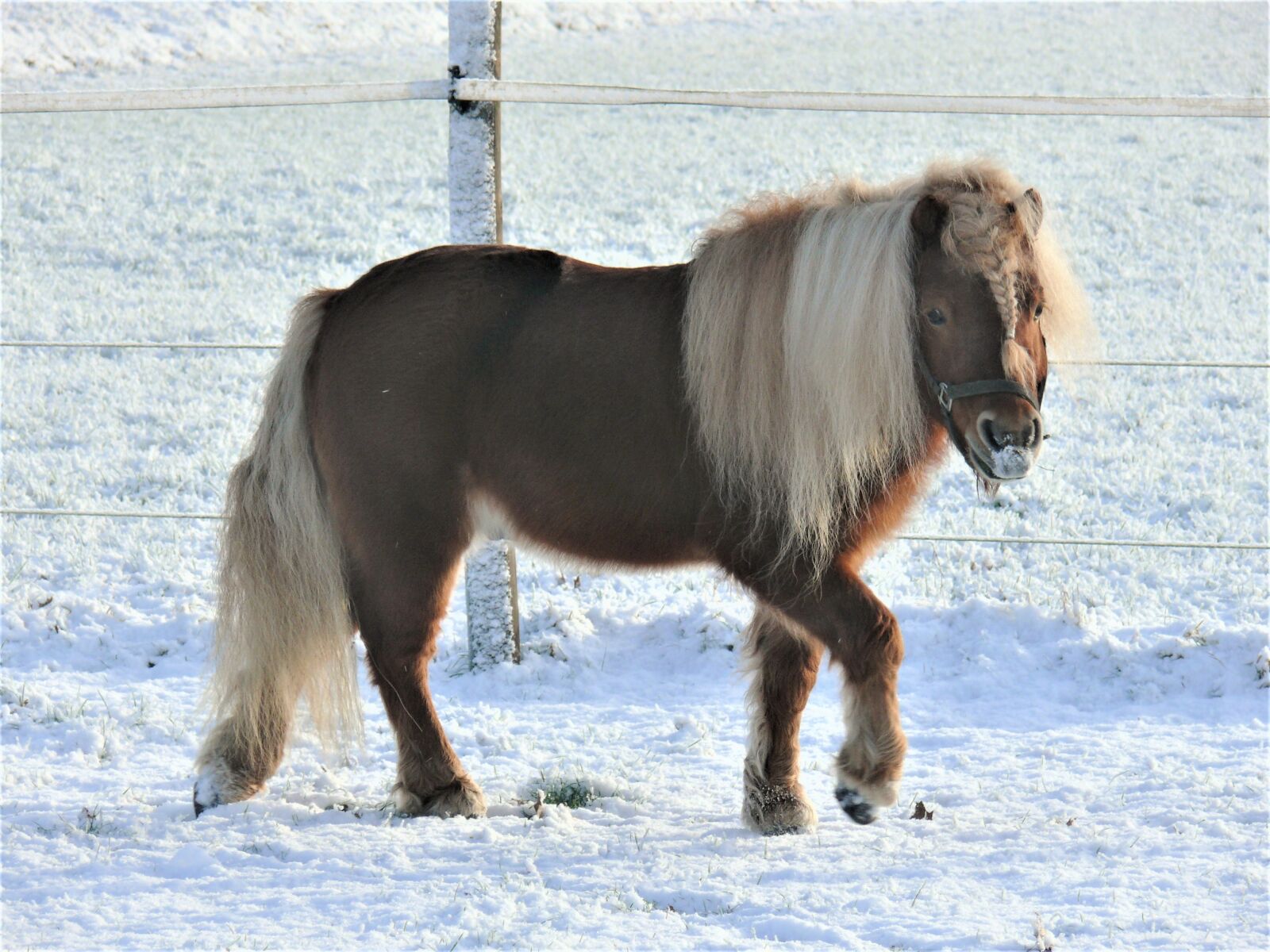 Panasonic DMC-FZ50 sample photo. Horse, pony, pasture photography