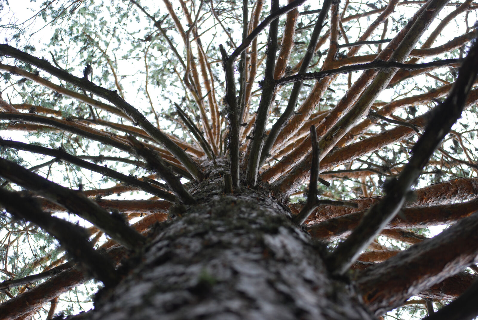 Nikon D40X sample photo. Branches, tree photography