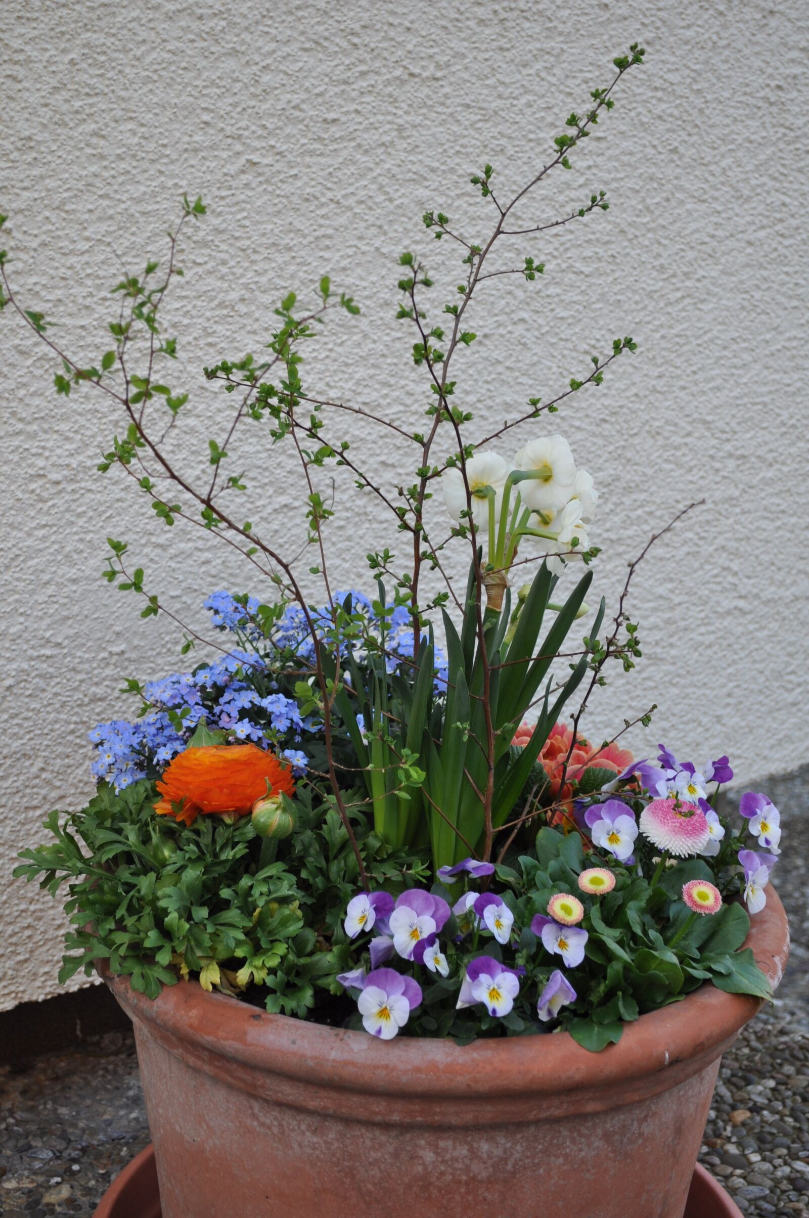 Nikon D5000 sample photo. Spring greetings, planted cup photography