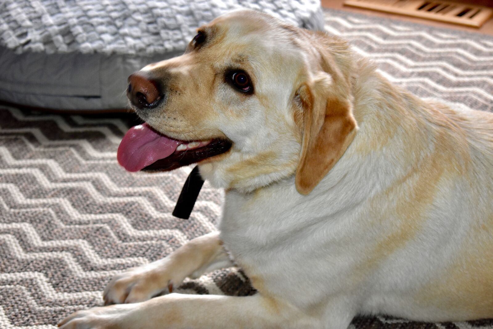 Nikon D3400 sample photo. Dog, puppy, cute photography