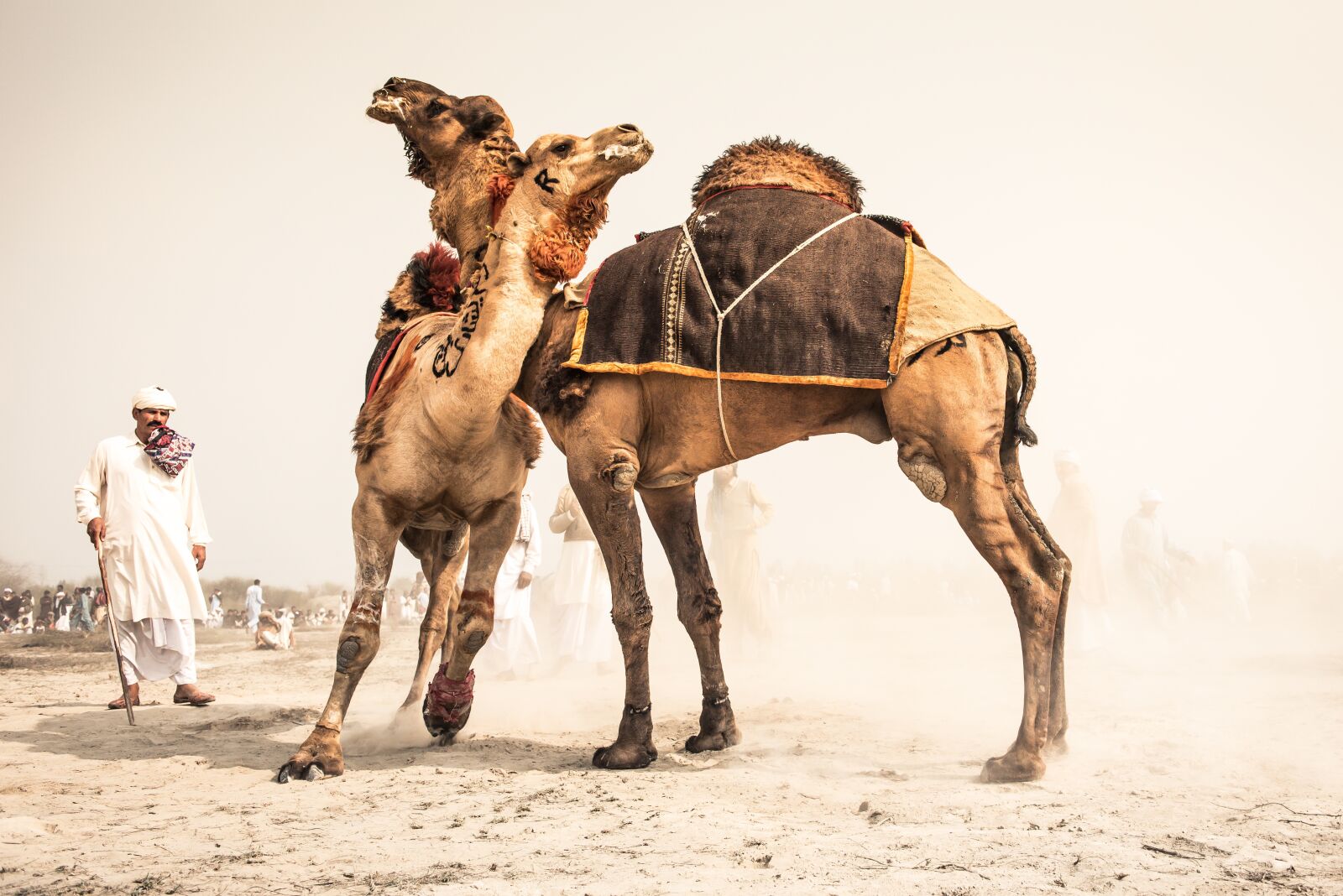 Nikon D750 sample photo. Camel, fight, camel fight photography