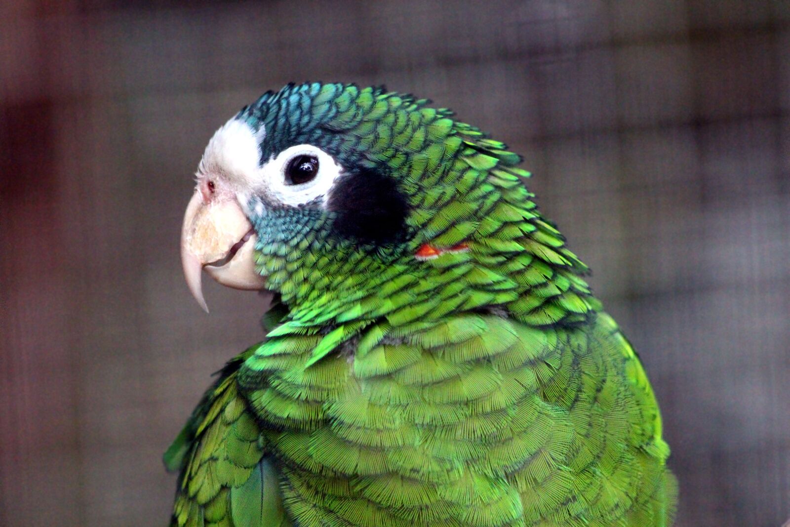 Canon EOS 650D (EOS Rebel T4i / EOS Kiss X6i) sample photo. Chernouhie amazon, amazona ventralis photography