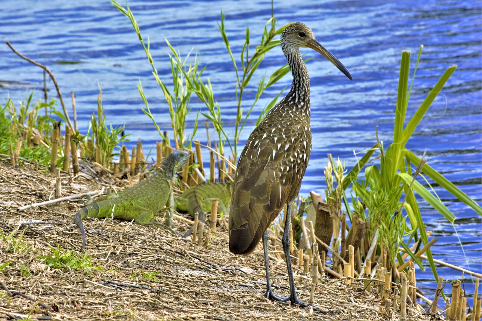 Nikon D7100 sample photo. Bird, large, wading bird photography
