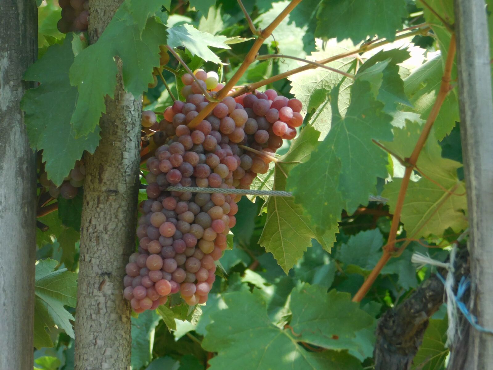 Nikon Coolpix L840 sample photo. Food, leaf, vineyard, agriculture photography