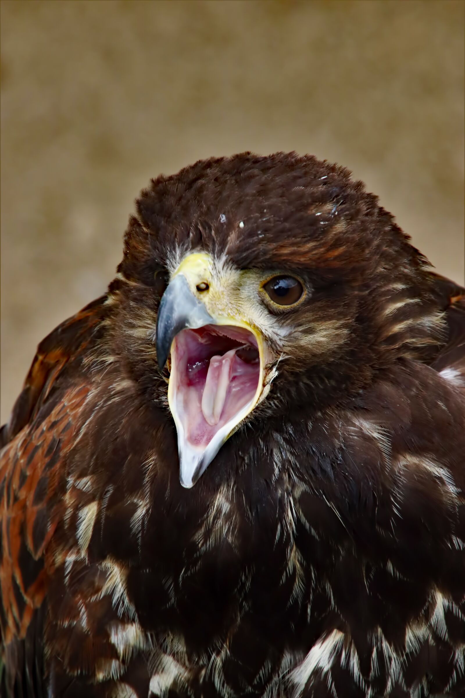 Canon EOS 80D + Tamron 16-300mm F3.5-6.3 Di II VC PZD Macro sample photo. Harris hawk, hawk, harris photography