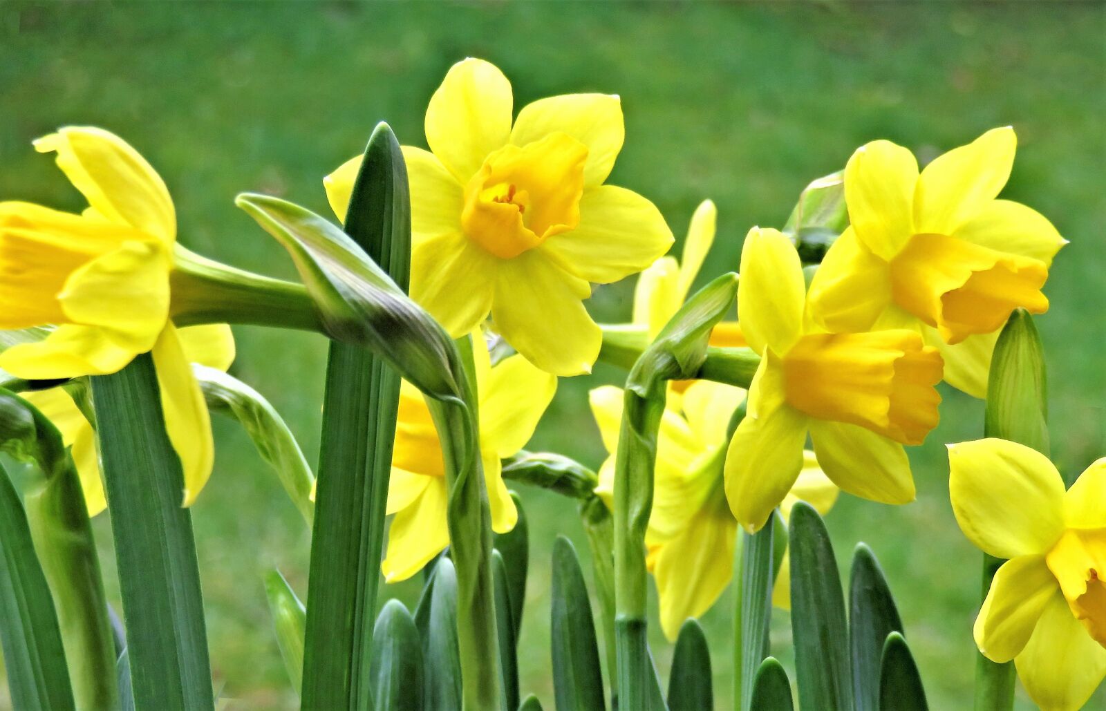 Canon PowerShot SX710 HS sample photo. Flowers, osterglocken, daffodils photography