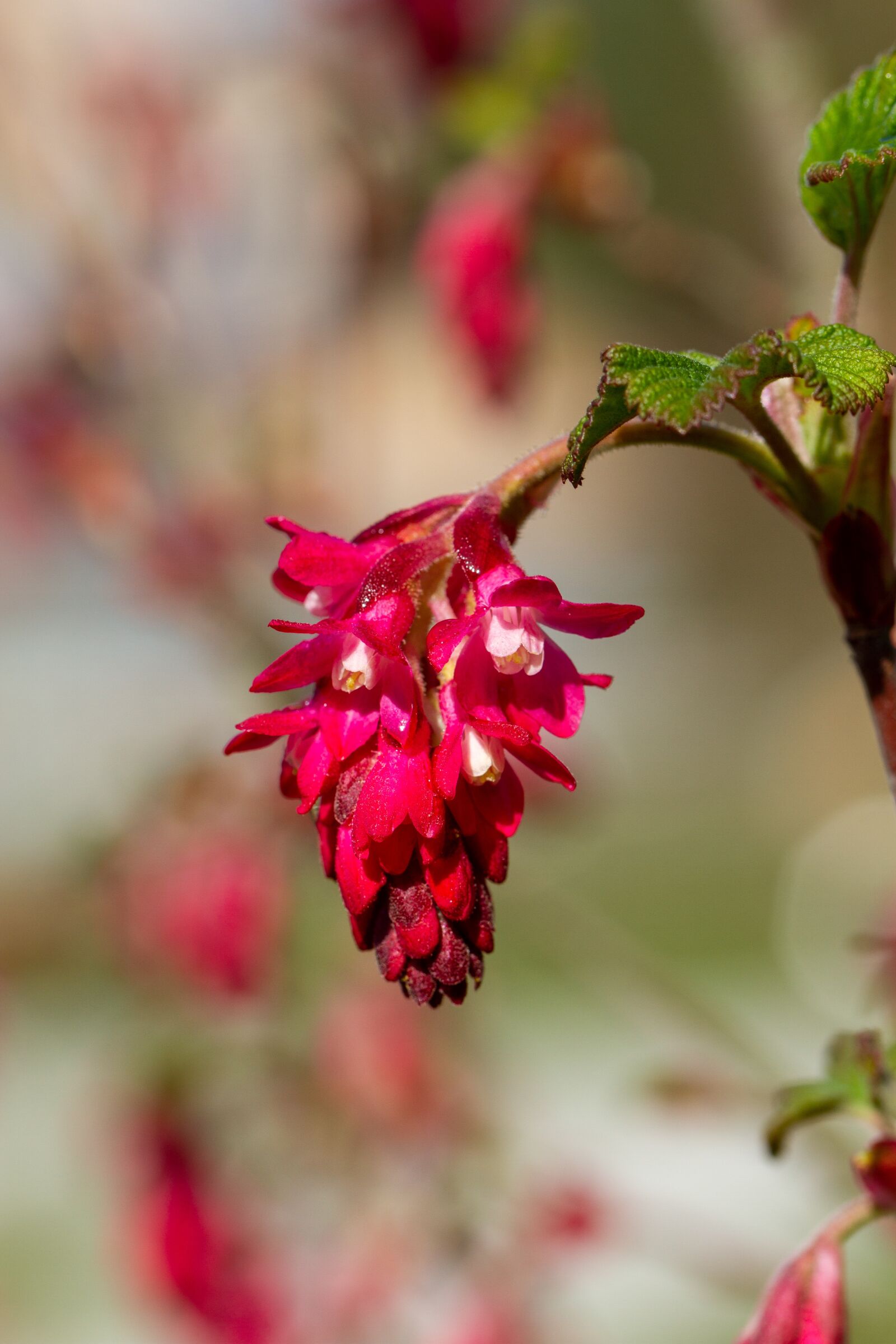 Canon EOS 7D + Canon EF 100mm F2.8L Macro IS USM sample photo. Ribes sanguineum, red flower photography