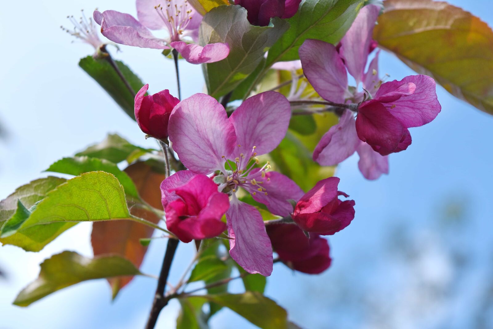Nikon D5500 sample photo. Leaf, flower, flora, plant photography