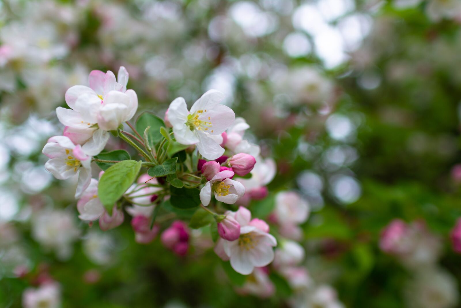 Nikon D5200 sample photo. Blossom, apple blossom, apple photography