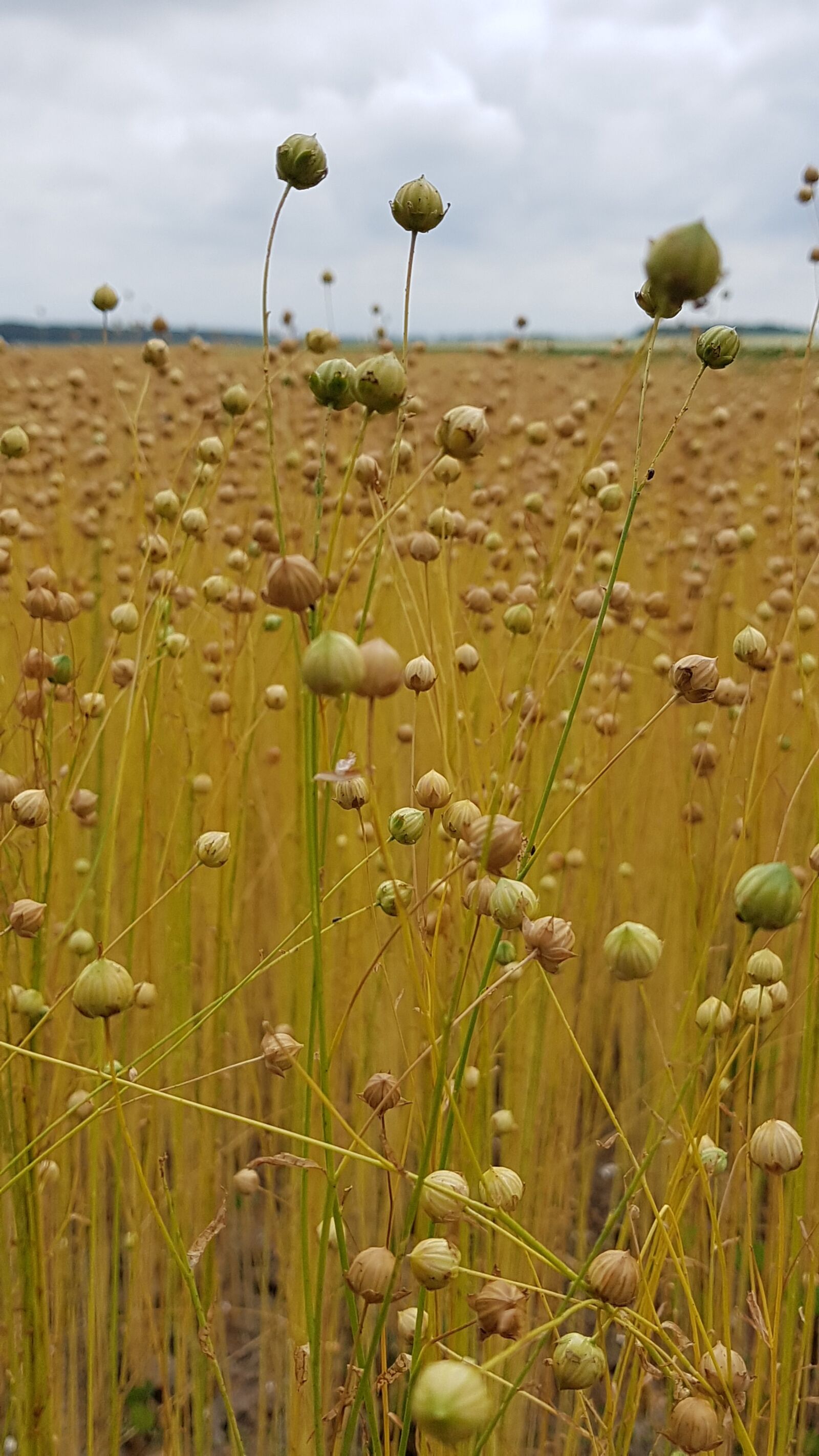 Samsung Galaxy S7 sample photo. Linen, flax, field photography