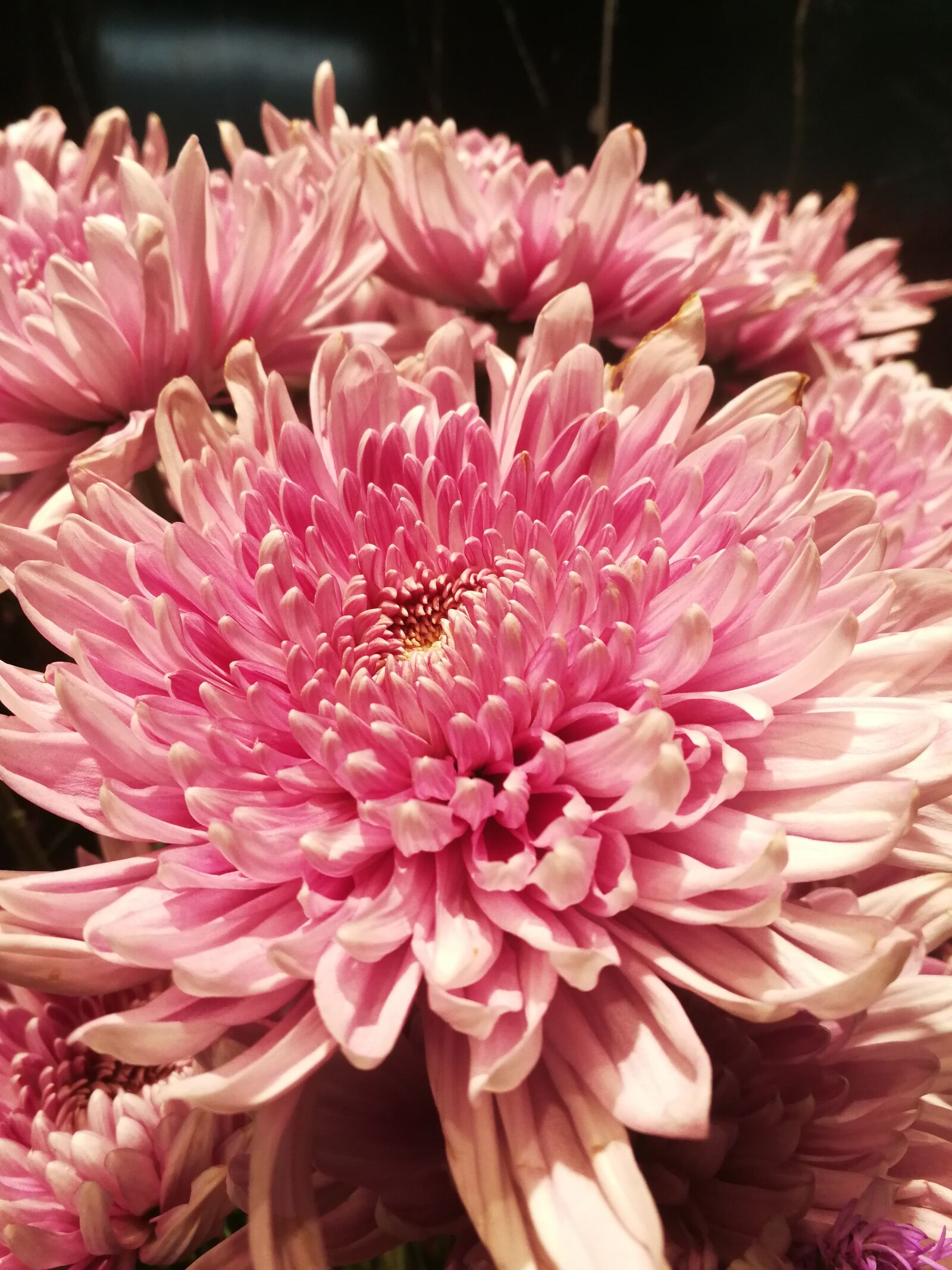 HUAWEI P10 sample photo. Flowers, flower, pink photography