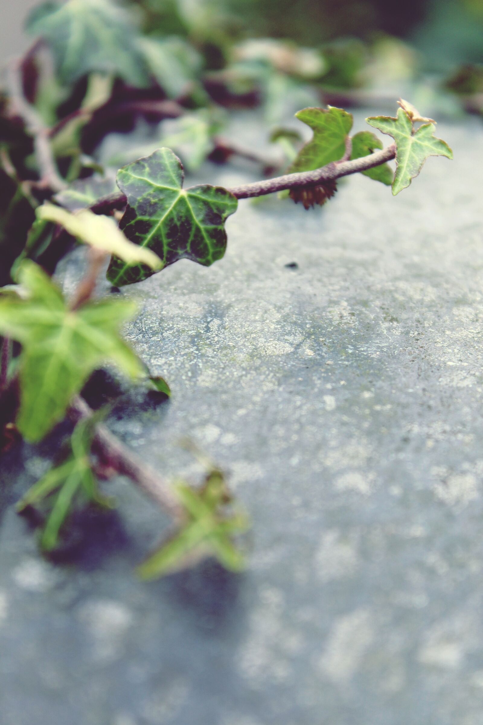 Canon EOS 1200D (EOS Rebel T5 / EOS Kiss X70 / EOS Hi) sample photo. Ivy, stone, ranke photography