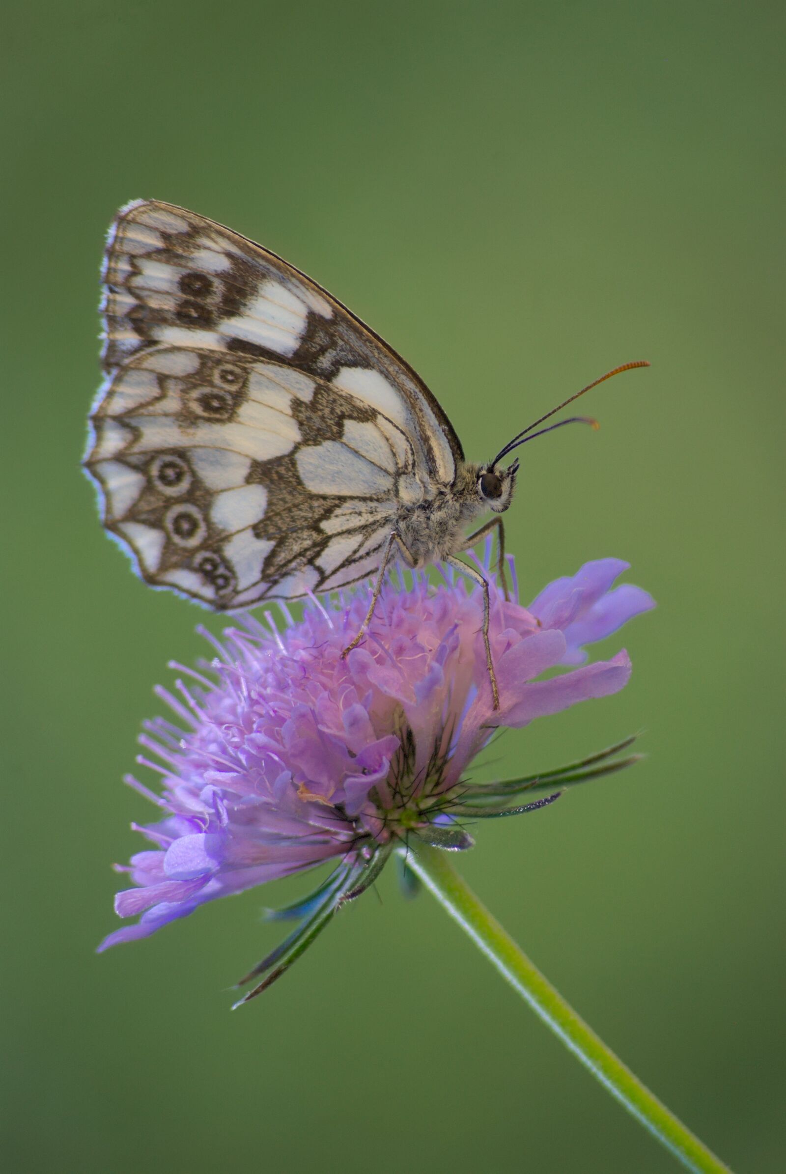 Nikon D80 sample photo. Butterfly, insect, insects photography