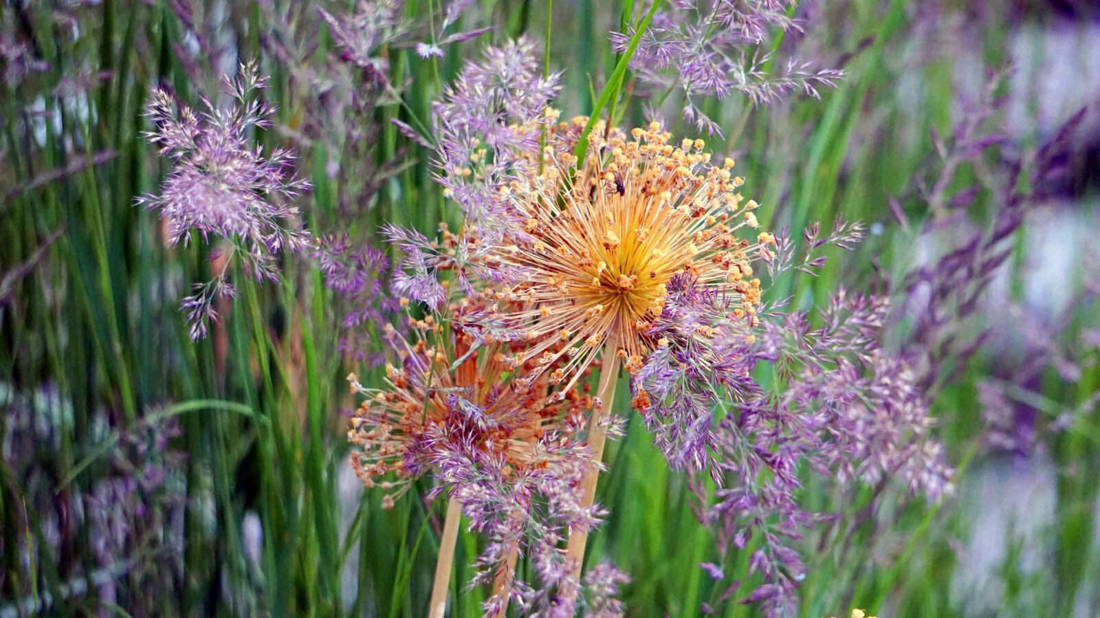 Sony Alpha a5000 (ILCE 5000) sample photo. Ornamental onion, allium, faded photography