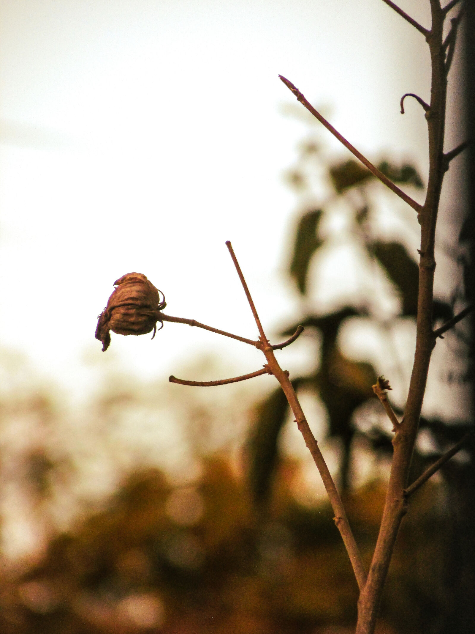 Canon PowerShot SX400 IS sample photo. Planta photography